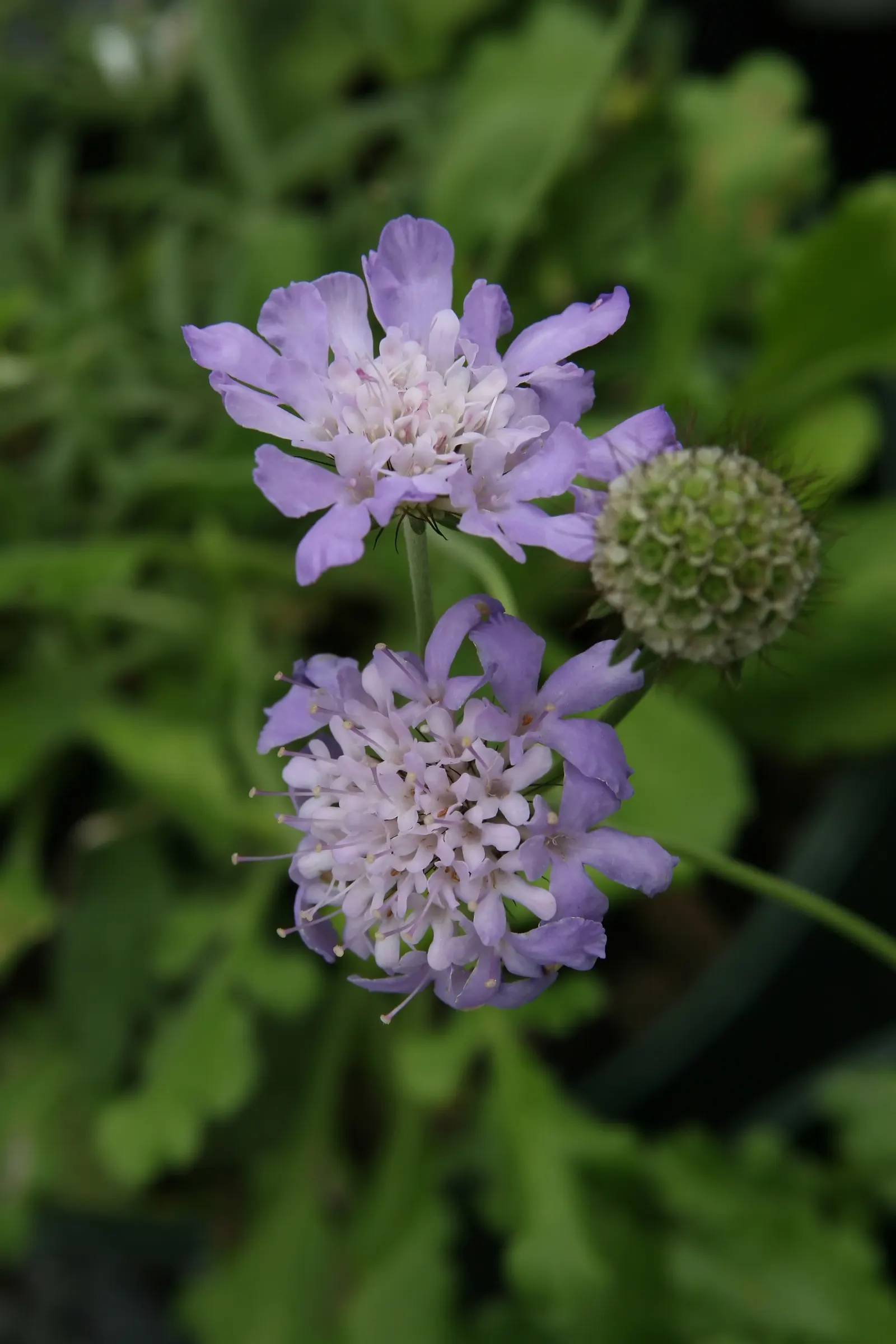 Butterfly Blue (Scabiosa Anthemifolia) — scientifically known as Scabiosa columbaria 'Butterfly Blue'; lavender and red flowers in the garden