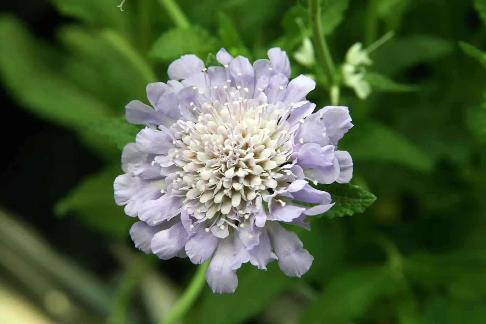 Butterfly Blue (Scabiosa Anthemifolia) — With a compact growth habit reaching 12-18 inches in height and width