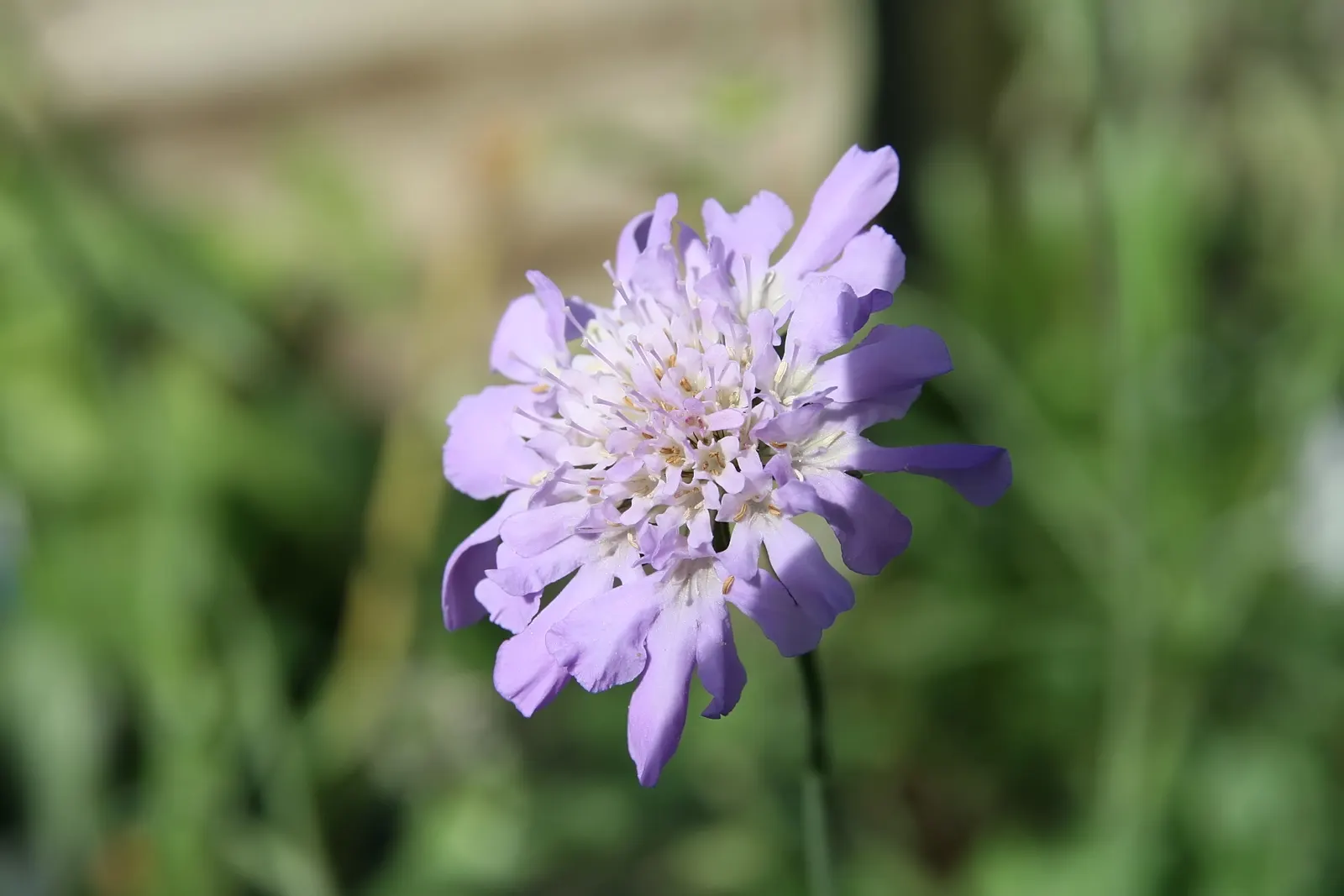 Butterfly Blue (Scabiosa Anthemifolia) — It is relatively low maintenance; which may be beneficial in hotter climates.<br><br>When integrating the, image 68
