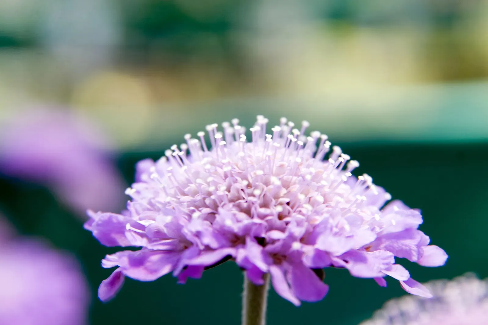 Butterfly Blue (Scabiosa Anthemifolia) — which may be beneficial in hotter climates.<br><br>When integrating the Butterfly Blue into a landscape design