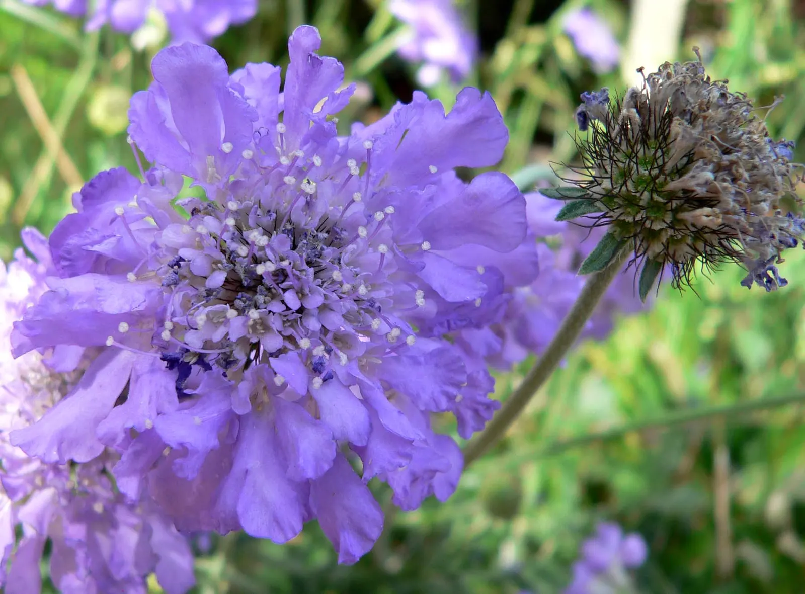 Butterfly Blue (Scabiosa Anthemifolia) — Thriving in full sun and well-draining soil, it requires minimal maintenance; this perennial is noteworthy, image 101