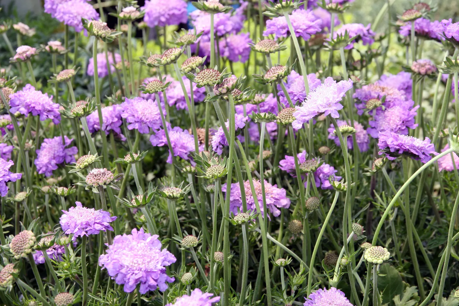 Butterfly Blue (Scabiosa Anthemifolia) — With a compact growth habit reaching 12-18 inches in height and width; consider mass planting for a swathe, image 75