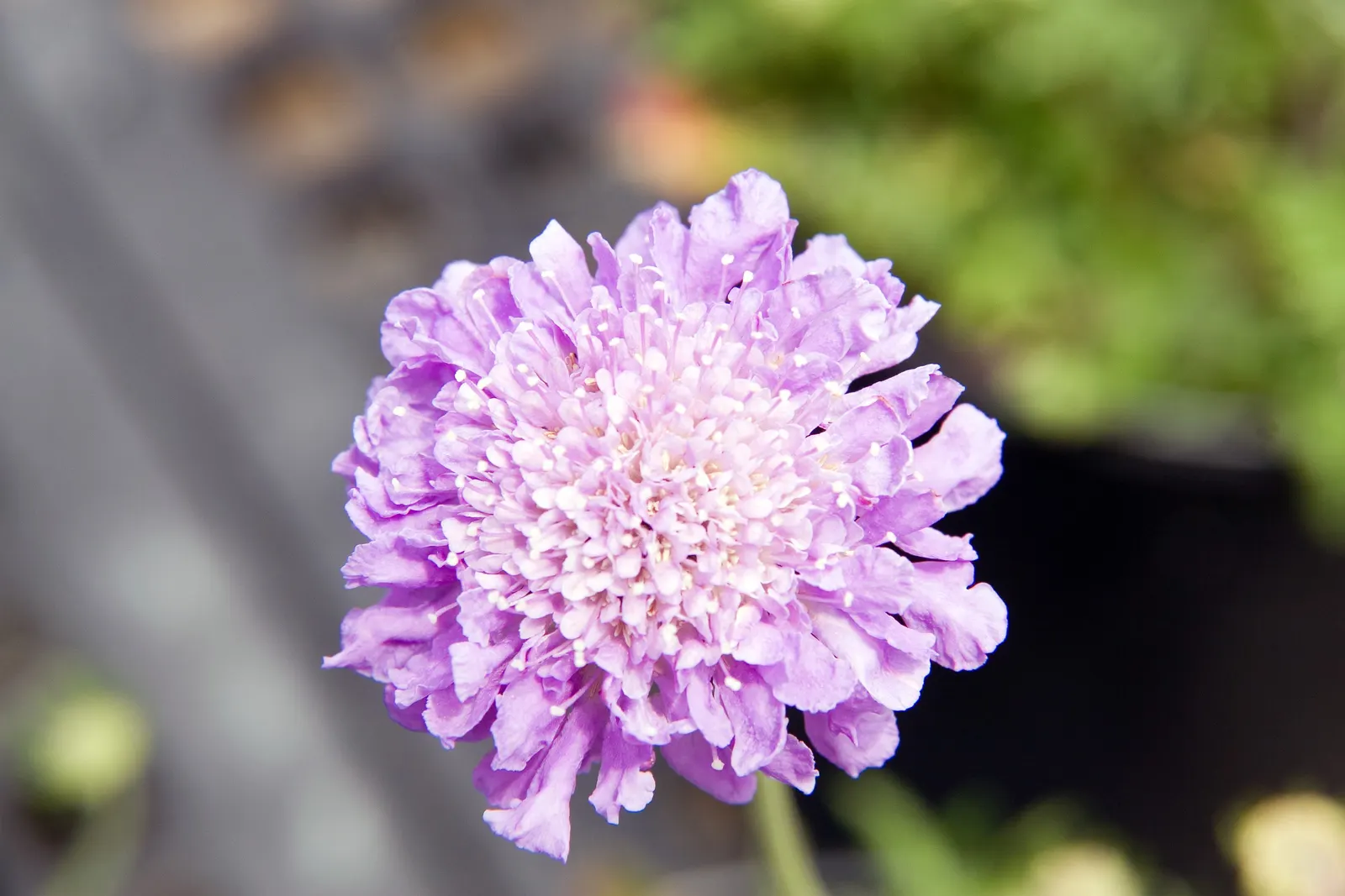 Butterfly Blue (Scabiosa Anthemifolia) — Ideal for USDA hardiness zones 3 through 9; ground cover / perennial with lavender and red blooms, image 86