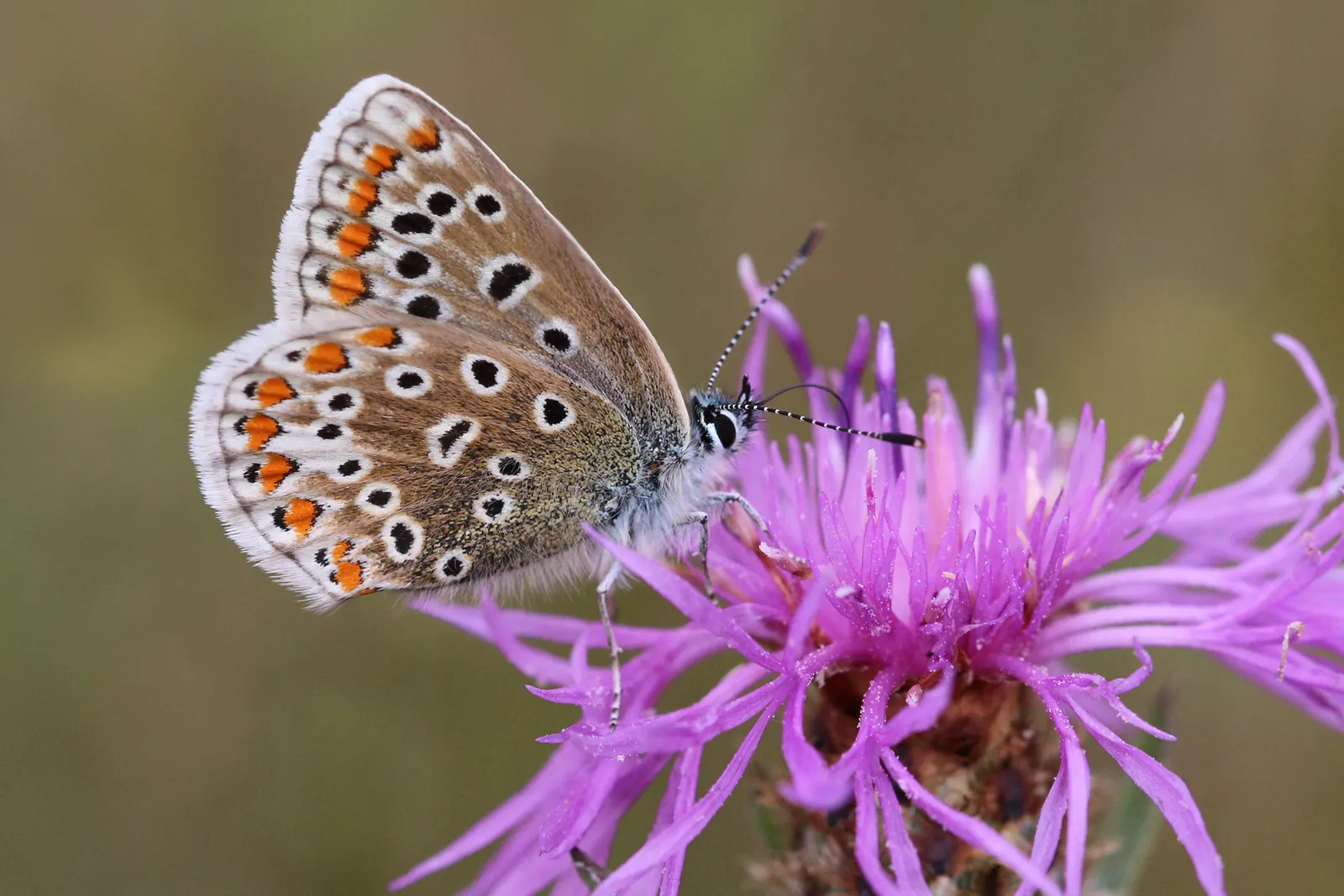 Butterfly Blue (Scabiosa Anthemifolia) — consider mass planting for a swathe of color