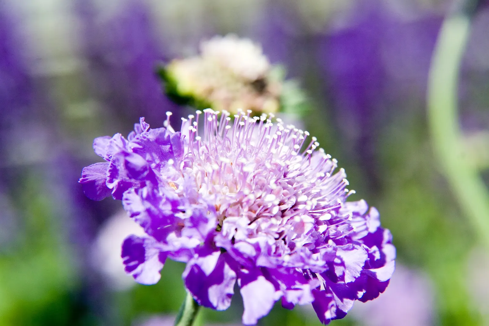 Butterfly Blue (Scabiosa Anthemifolia) — It is relatively low maintenance