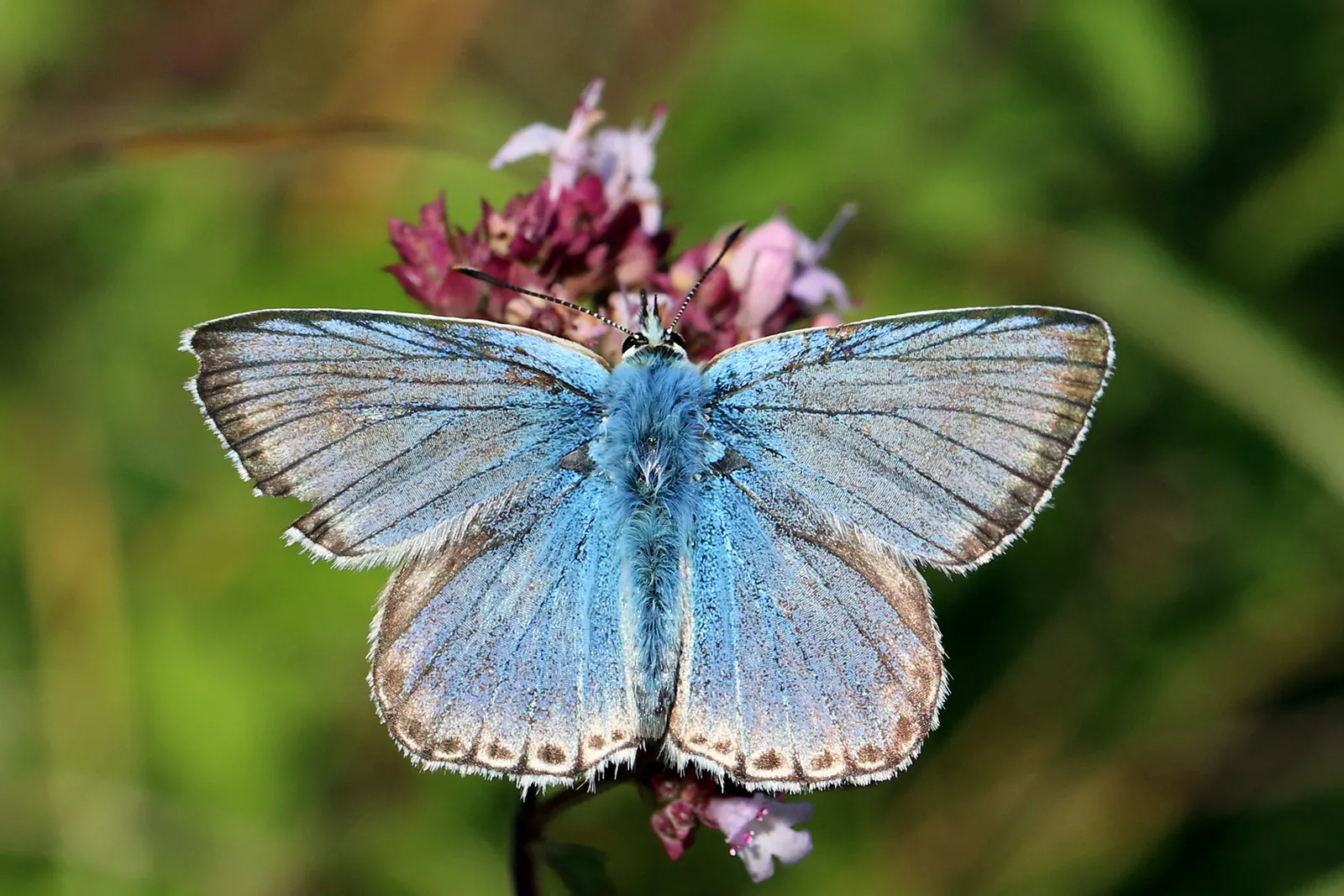 Butterfly Blue (Scabiosa Anthemifolia) — contributing to an aesthetically pleasing basal clump even when the plant is not in bloom; this perennial, image 61
