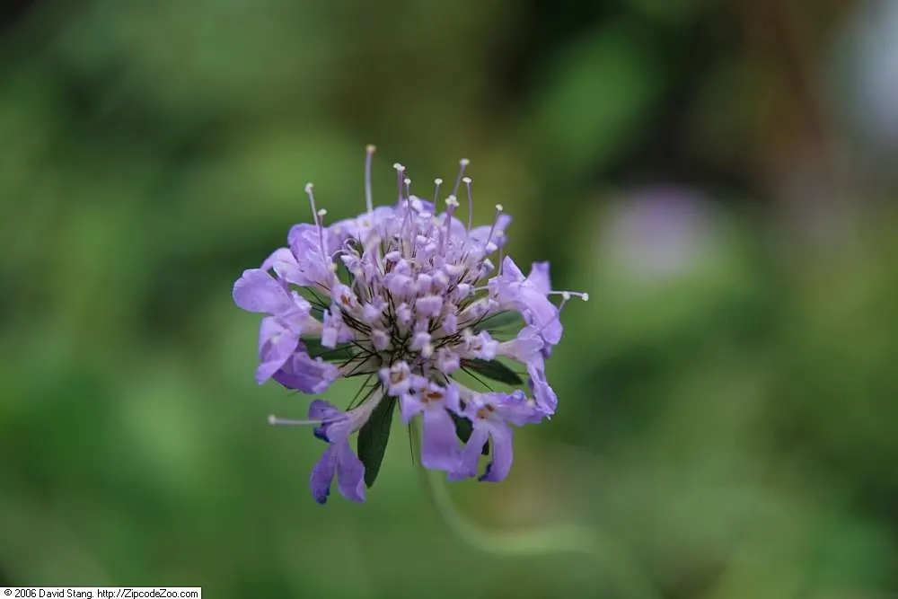 Butterfly Blue (Scabiosa Anthemifolia) — or in containers where its delicate blossoms can be admired up close; the flowers perch atop slender stems