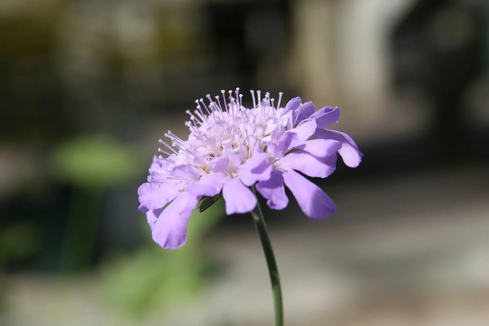 Butterfly Blue (Scabiosa Anthemifolia) — it's ideal for borders or as a pollinator attractor; butterfly Blue (Scabiosa anthemifolia) is a charming, image 76