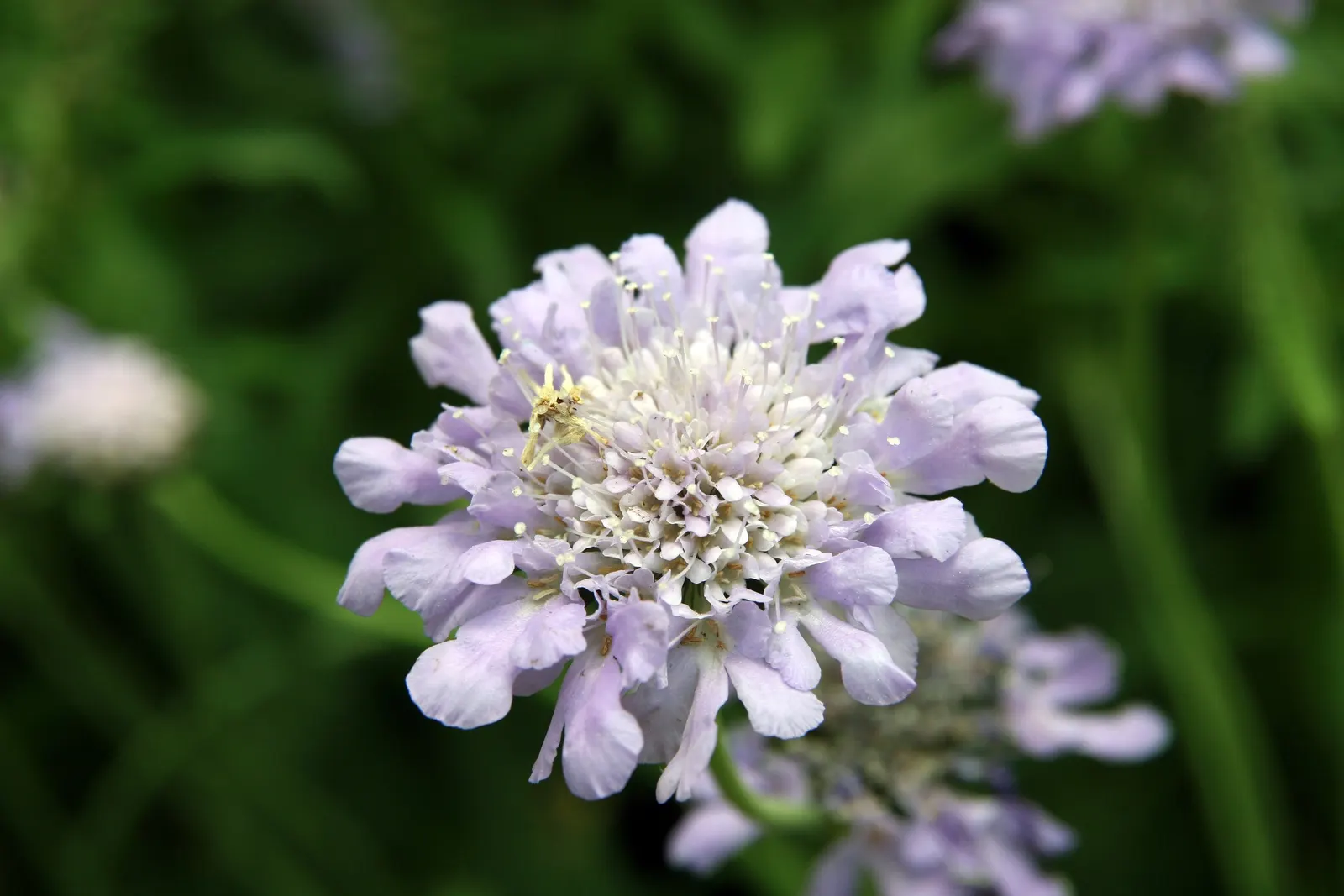 Butterfly Blue (Scabiosa Anthemifolia) — consider mass planting for a swathe of color; with a compact growth habit reaching 12-18 inches in height, image 90