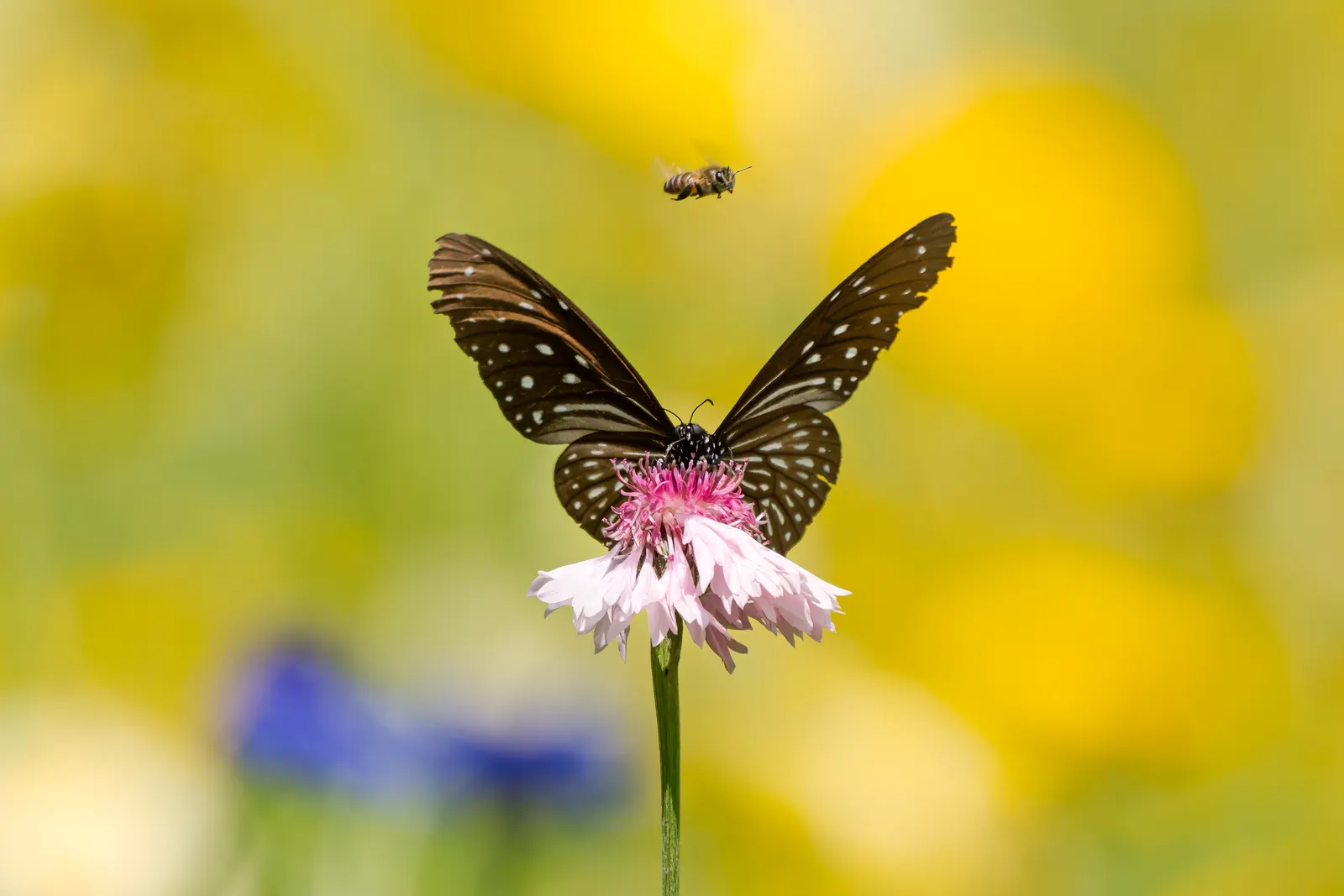 Butterfly Blue (Scabiosa Anthemifolia) — grey-green leaves that form a compact mound; showcasing a plethora of lavender-blue pincushion flowers, image 60
