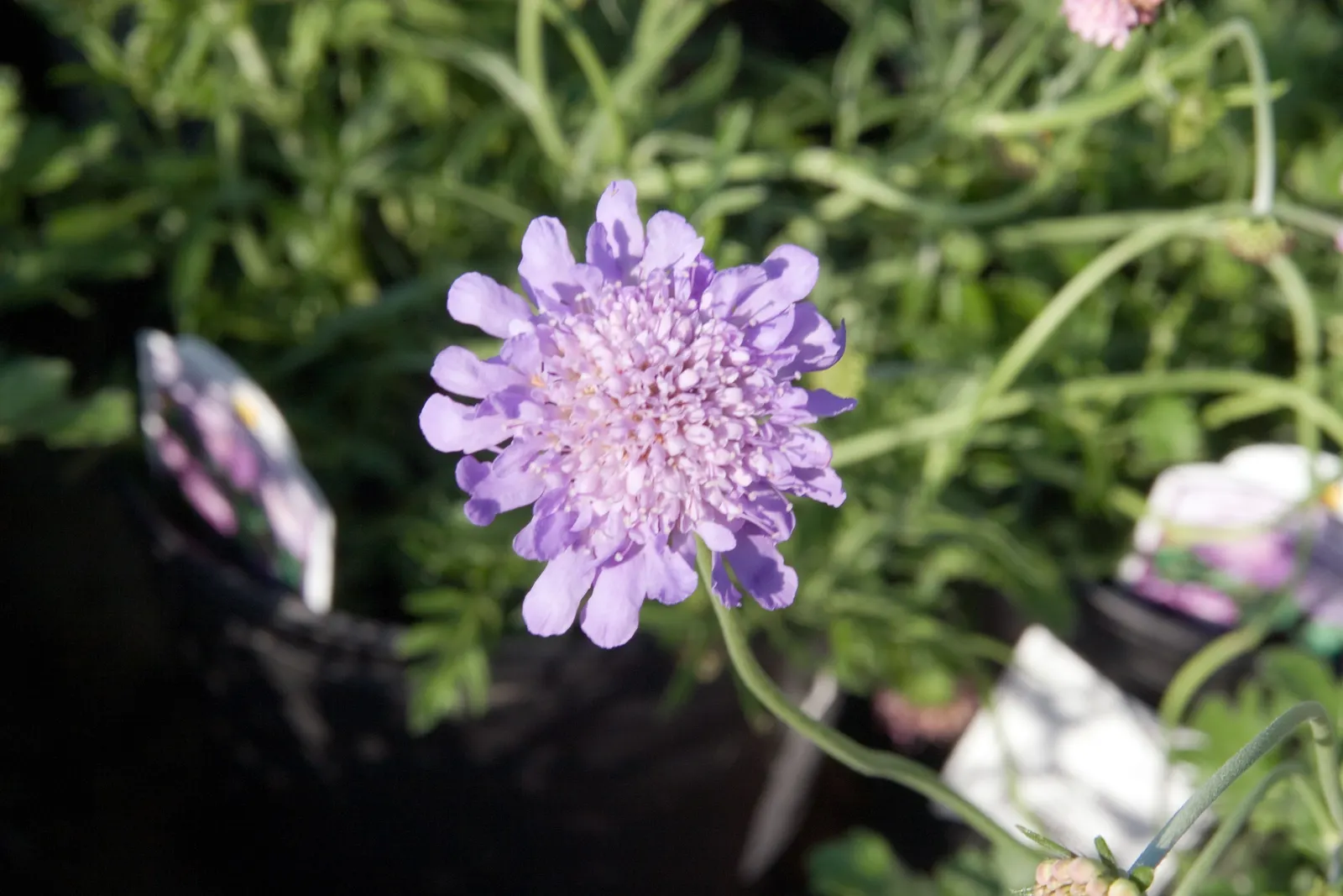 Butterfly Blue (Scabiosa Anthemifolia) — ground cover / perennial with lavender and red blooms; ideal for USDA hardiness zones 3 through 9, image 95