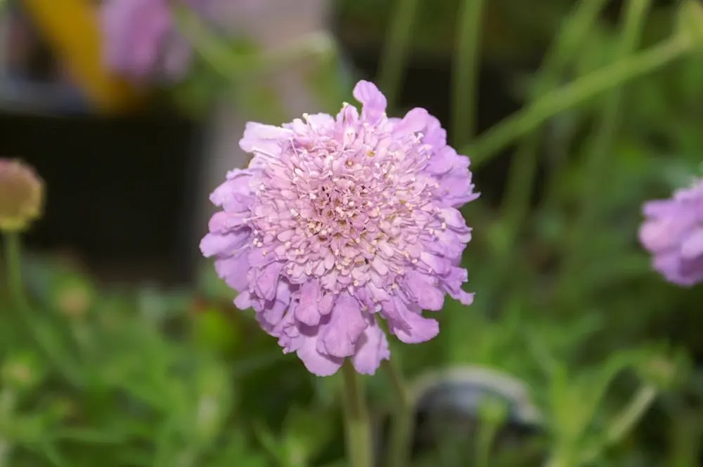 Butterfly Blue (Scabiosa Anthemifolia) — it's ideal for borders or as a pollinator attractor