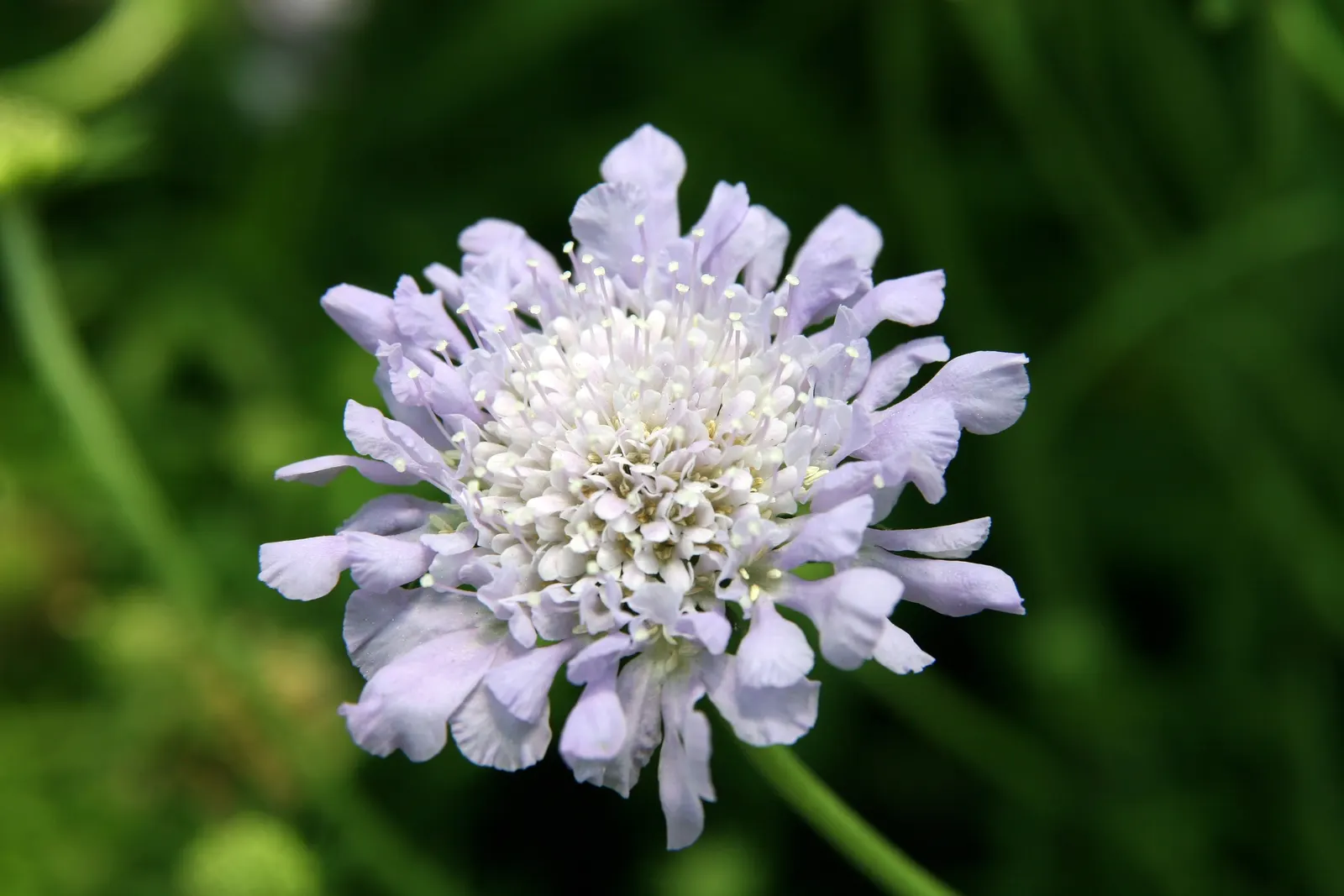 Butterfly Blue (Scabiosa Anthemifolia) — showcasing a plethora of lavender-blue pincushion flowers that measure approximately 1.5 inches across, image 81