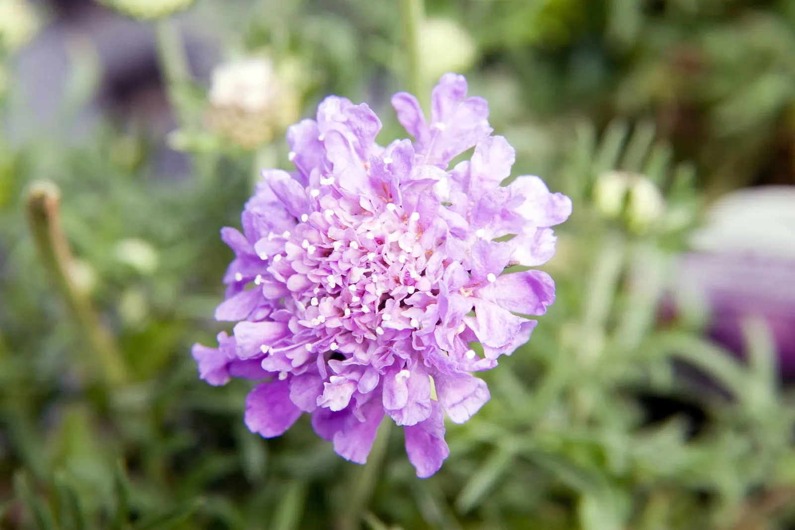 Butterfly Blue (Scabiosa Anthemifolia) — or in containers where its delicate blossoms can be admired up close