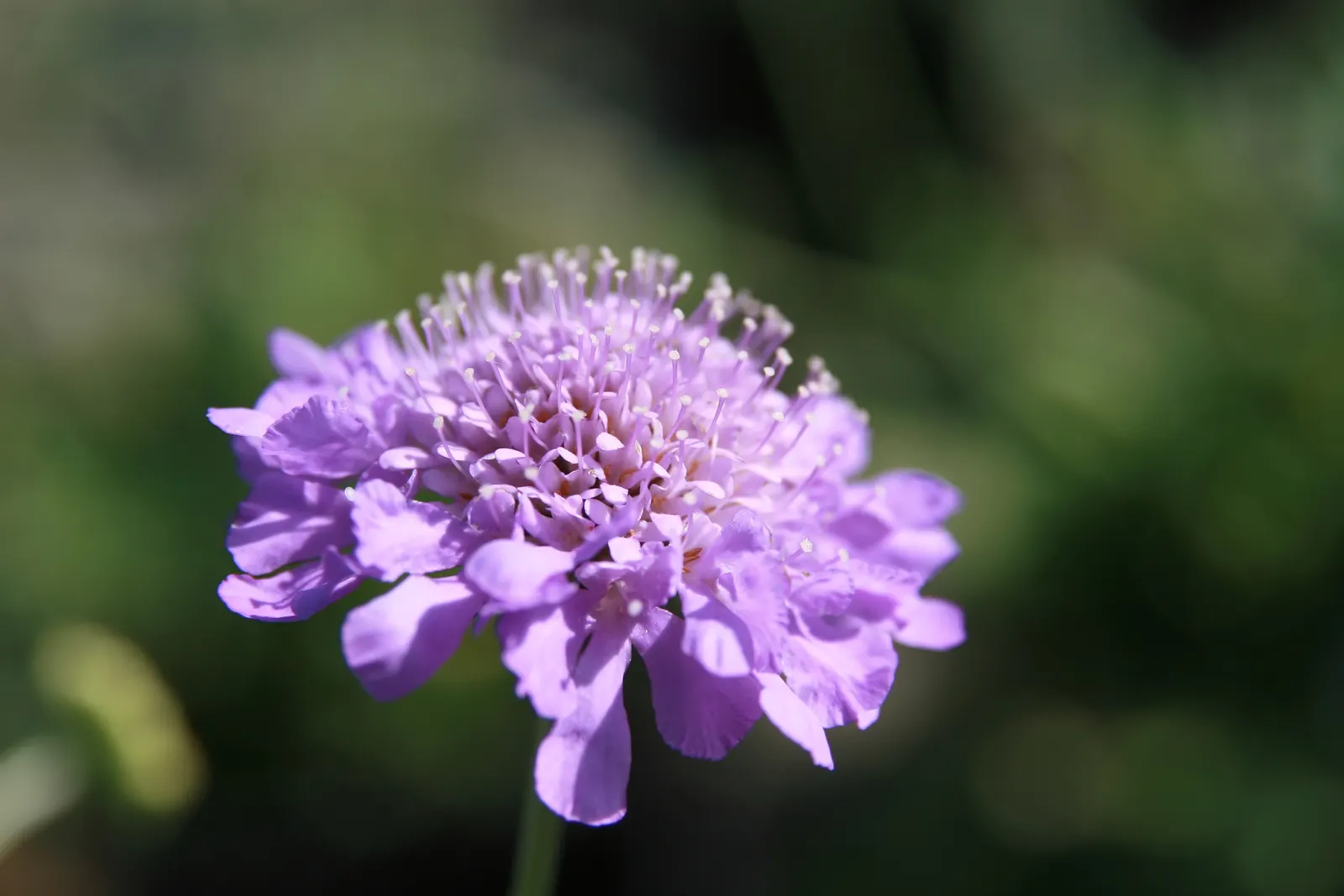 Butterfly Blue (Scabiosa Anthemifolia) — ground cover / perennial for full; requiring deadheading to promote continuous blooming and occasional division to