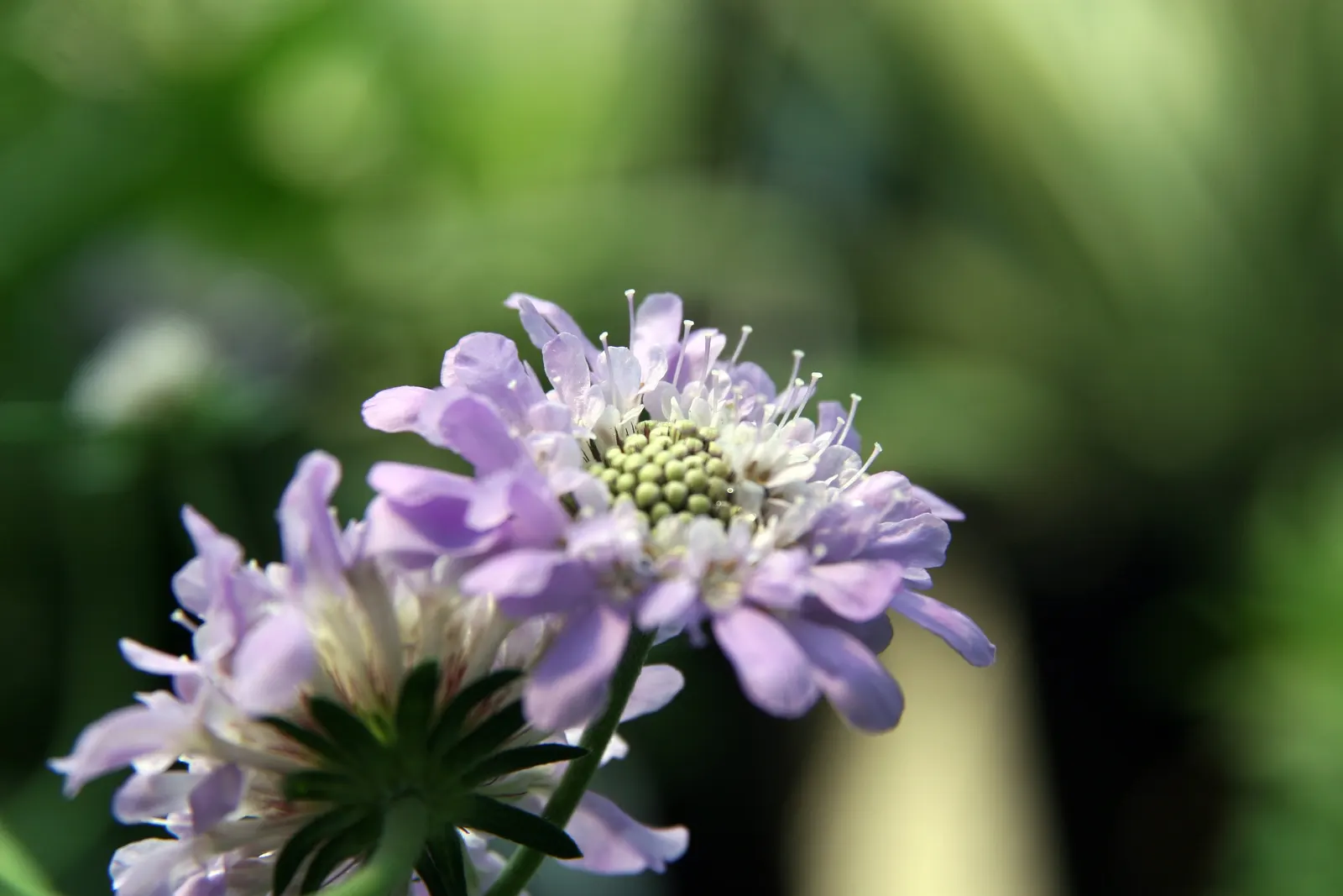Butterfly Blue (Scabiosa Anthemifolia) — it's ideal for borders or as a pollinator attractor; butterfly Blue (Scabiosa anthemifolia) is a charming, image 100
