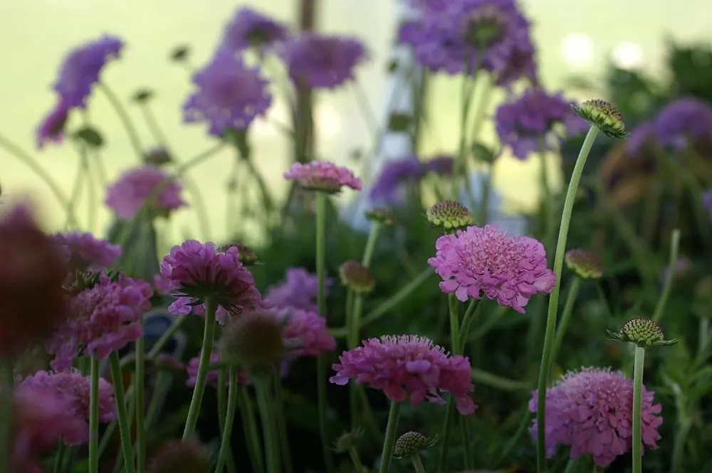 Butterfly Blue (Scabiosa Anthemifolia) — lavender and red flowers in the garden; scientifically known as Scabiosa columbaria 'Butterfly Blue', image 70