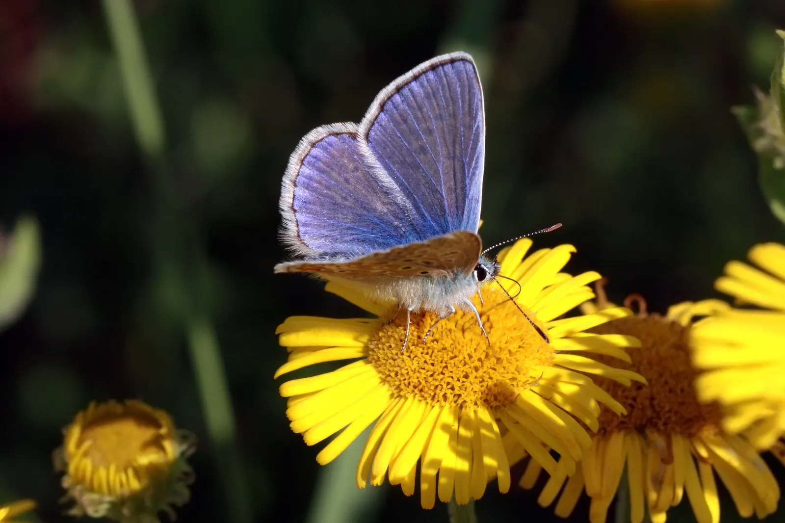 Butterfly Blue (Scabiosa Anthemifolia) — With a compact growth habit reaching 12-18 inches in height and width; consider mass planting for a swathe, image 51