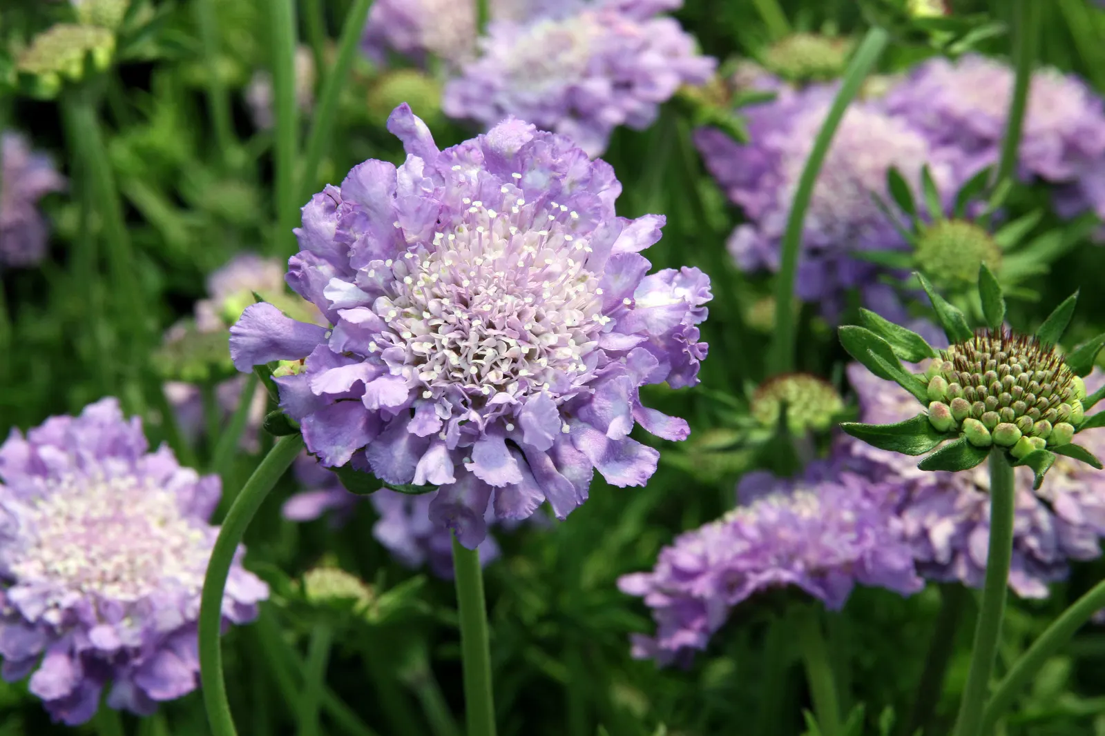 Butterfly Blue (Scabiosa Anthemifolia) — This perennial favors full sun exposure but can tolerate light shading; contributing to an aesthetically pleasing