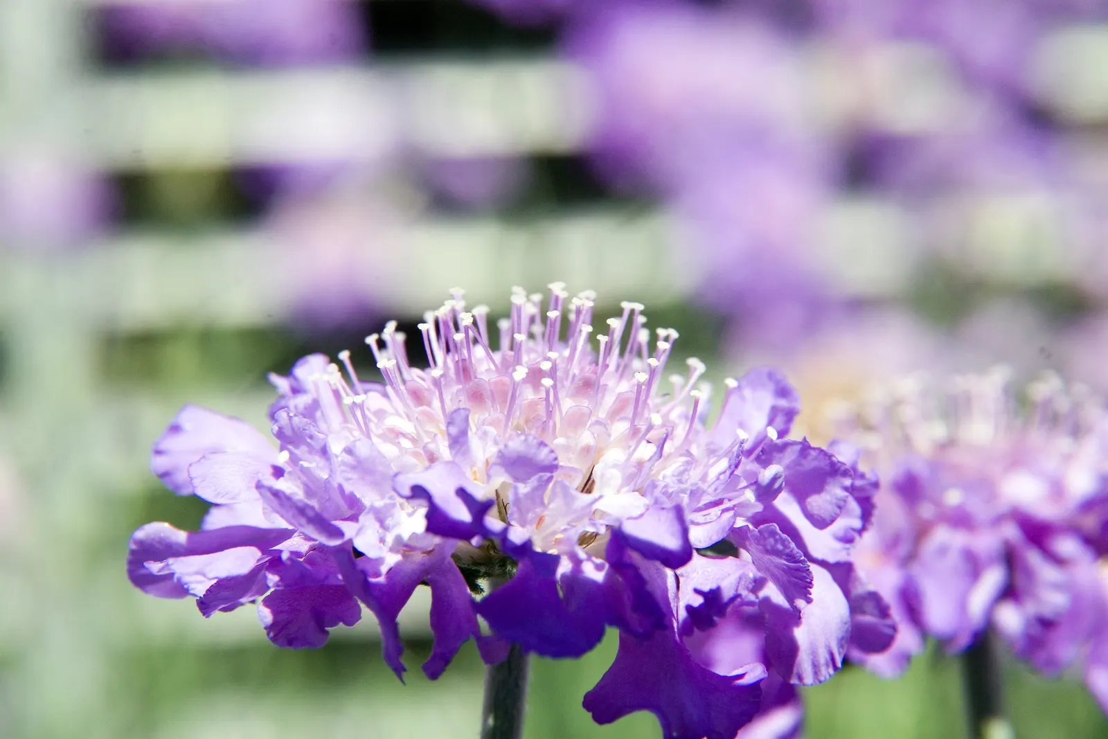 Butterfly Blue (Scabiosa Anthemifolia) — Ideal for USDA hardiness zones 3 through 9; ground cover / perennial with lavender and red blooms, image 62