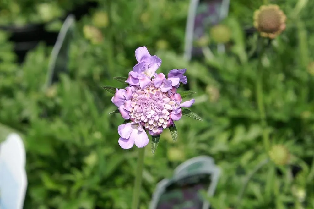 Butterfly Blue (Scabiosa Anthemifolia) — the Scabiosa columbaria 'Butterfly Blue' demands well-drained soil with moderate moisture to flourish
