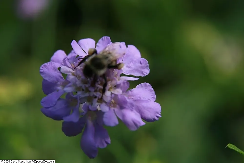 Butterfly Blue (Scabiosa Anthemifolia) — Thriving in full sun and well-draining soil, it requires minimal maintenance