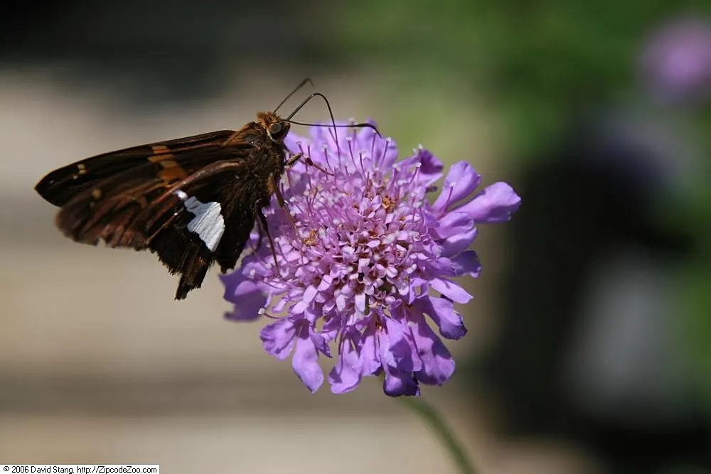 Butterfly Blue (Scabiosa Anthemifolia) — ground cover / perennial with lavender and red blooms; ideal for USDA hardiness zones 3 through 9, image 71