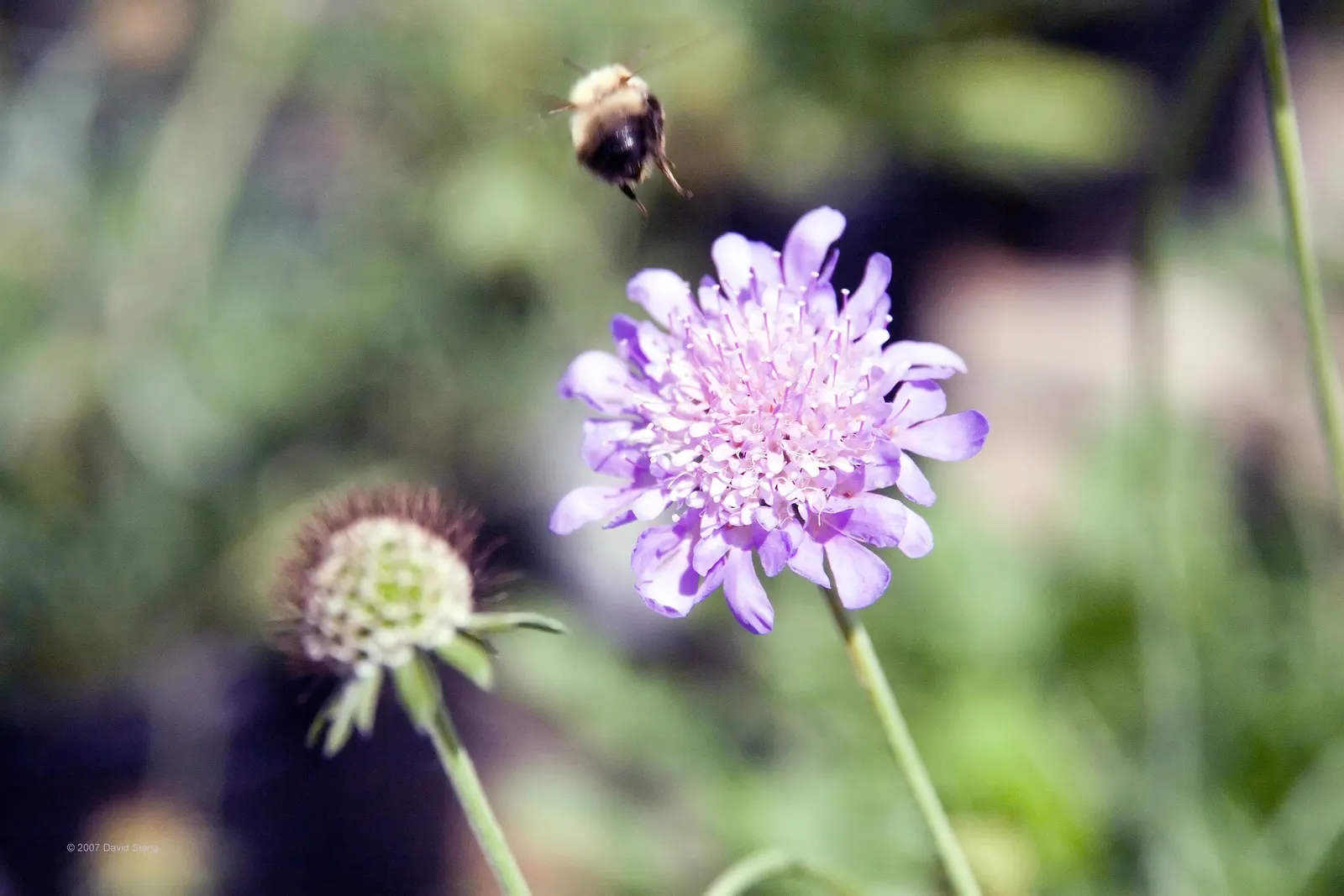 Butterfly Blue (Scabiosa Anthemifolia) — the Scabiosa columbaria 'Butterfly Blue' demands well-drained soil with moderate moisture to flourish; the, image 87