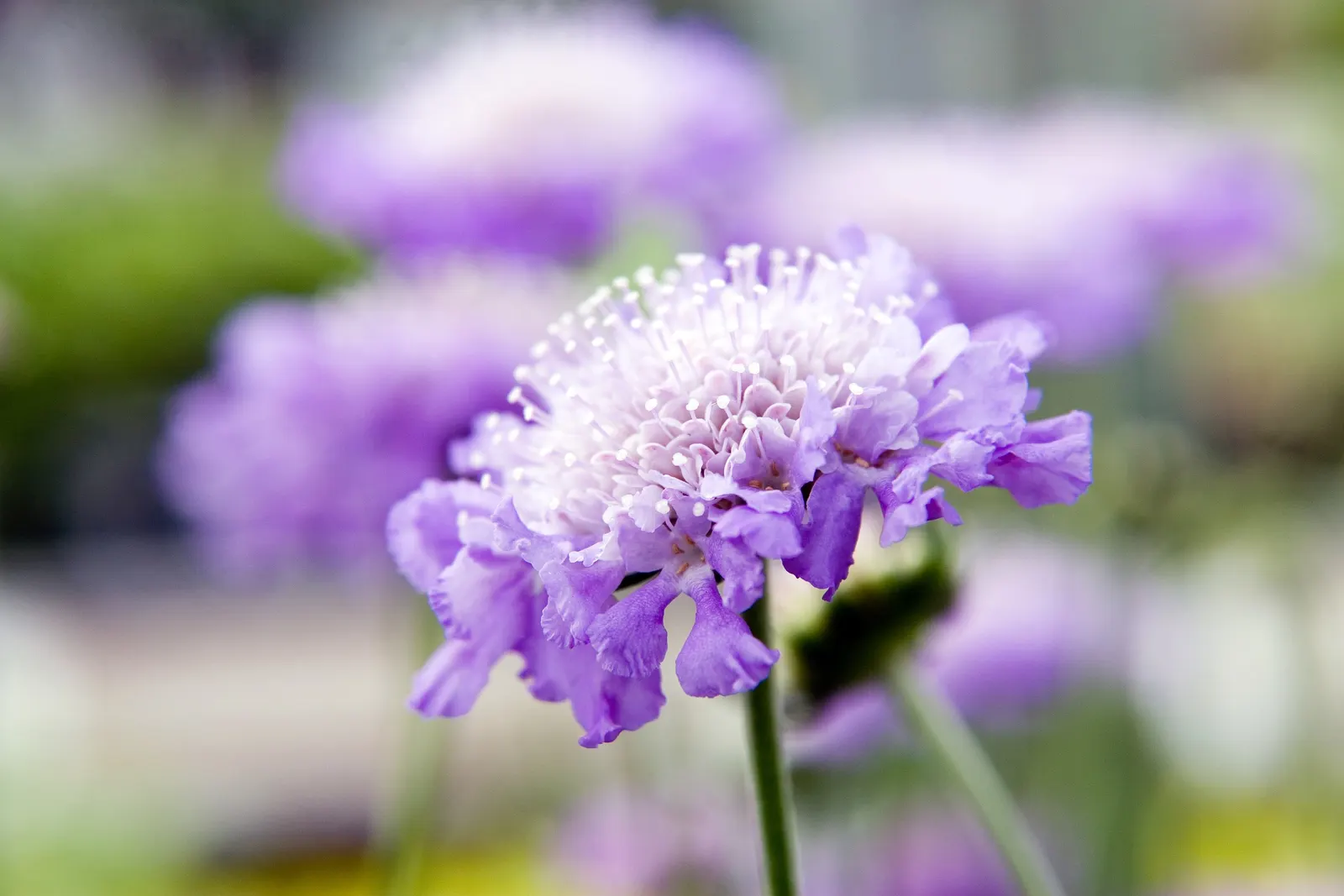 Butterfly Blue (Scabiosa Anthemifolia) — This perennial favors full sun exposure but can tolerate light shading; contributing to an aesthetically, image 64