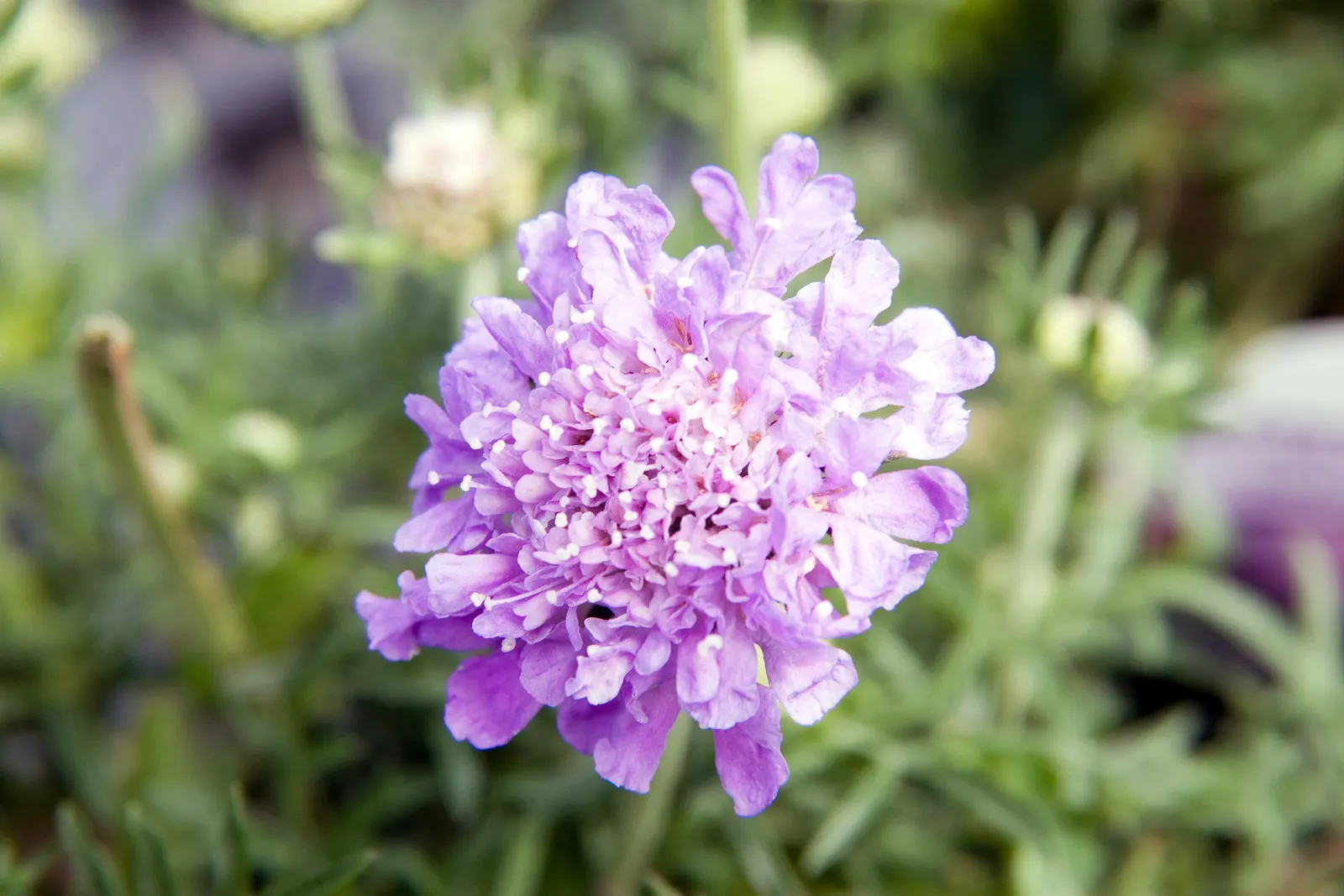 Butterfly Blue (Scabiosa Anthemifolia) — With a compact growth habit reaching 12-18 inches in height and width; consider mass planting for a swathe, image 99
