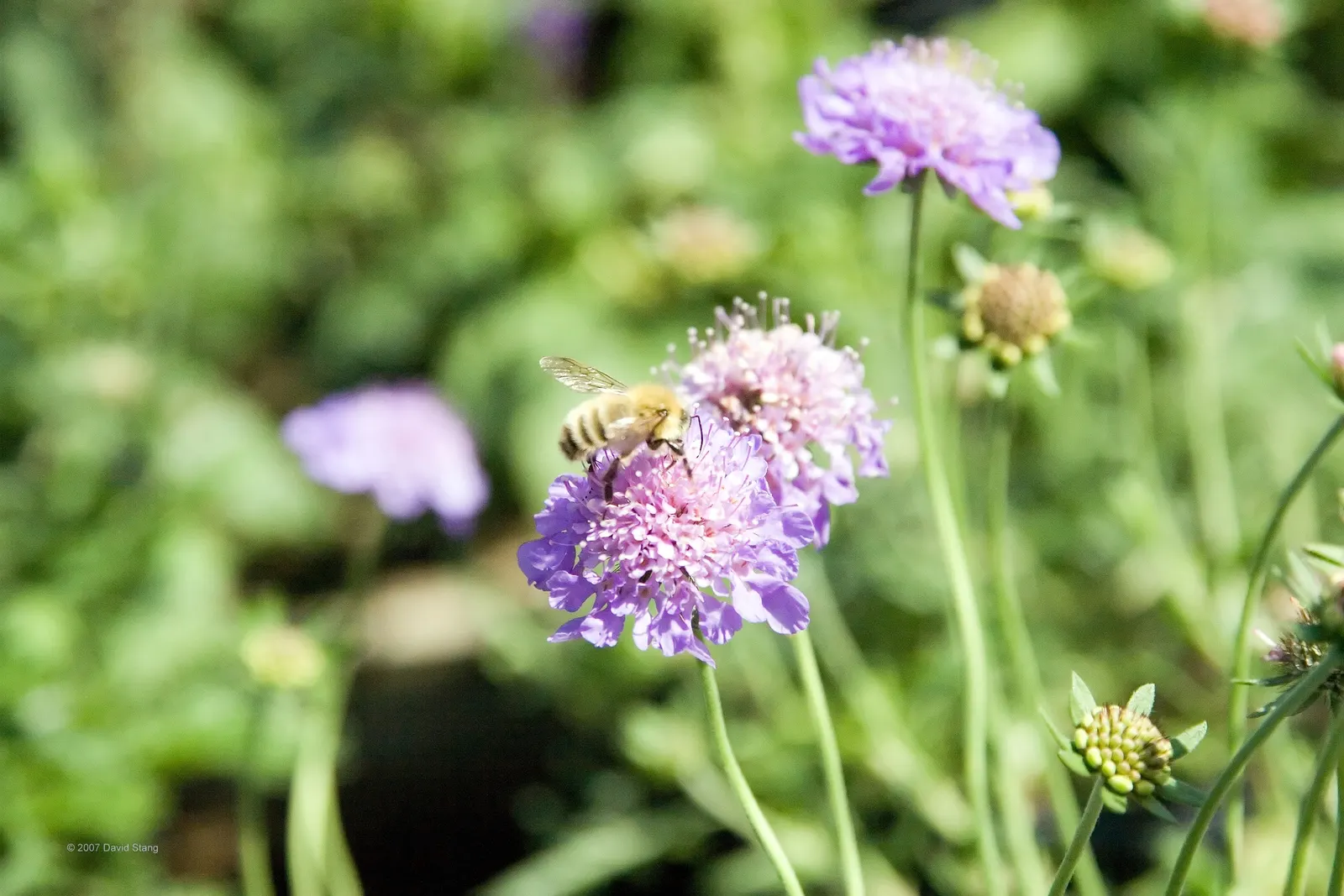 Butterfly Blue (Scabiosa Anthemifolia) — The plants‚Äô drought tolerance and deer resistance make it a practical choice for diverse landscapes; the, image 78