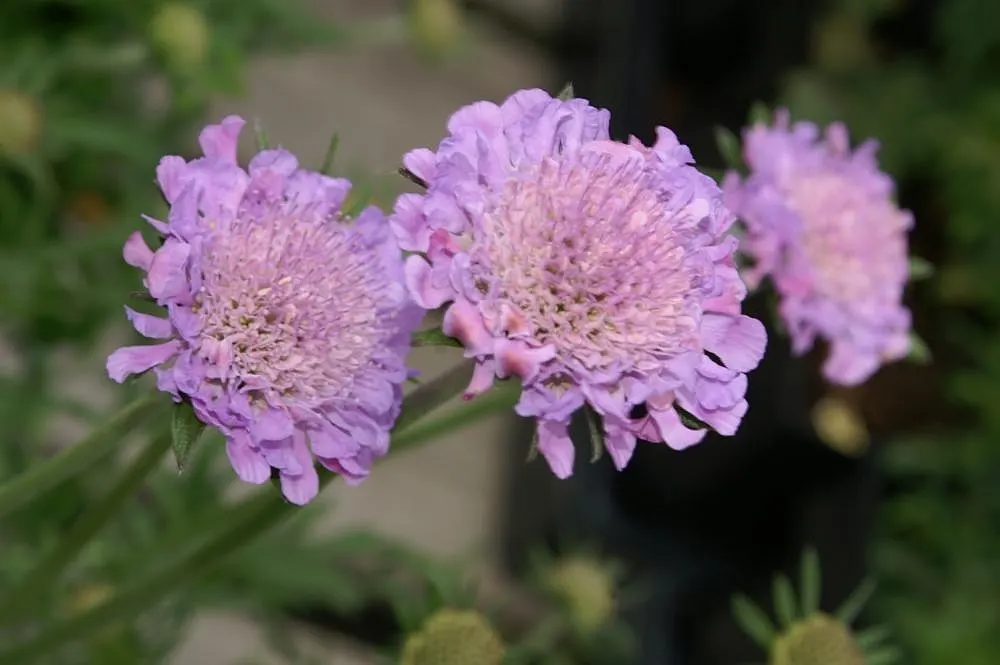 Butterfly Blue (Scabiosa Anthemifolia) — This perennial is noteworthy for its long blooming period; thriving in full sun and well-draining soil, it requires