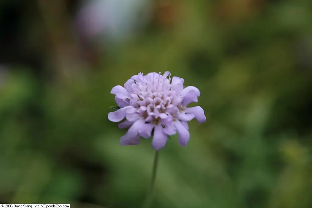 Butterfly Blue (Scabiosa Anthemifolia) — ground cover / perennial with lavender and red blooms; ideal for USDA hardiness zones 3 through 9