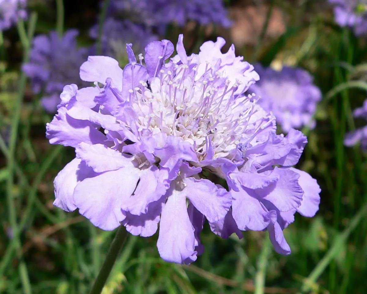 Butterfly Blue (Scabiosa Anthemifolia) — This perennial is noteworthy for its long blooming period; thriving in full sun and well-draining soil, it, image 80