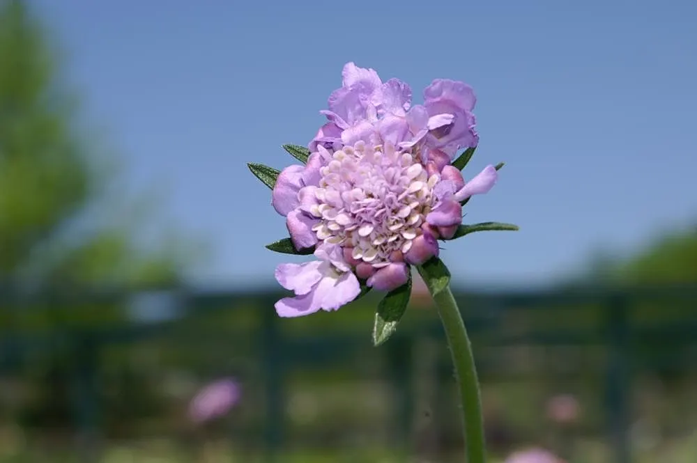 Butterfly Blue (Scabiosa Anthemifolia) — The flowers perch atop slender stems; or in containers where its delicate blossoms can be admired up close, image 58