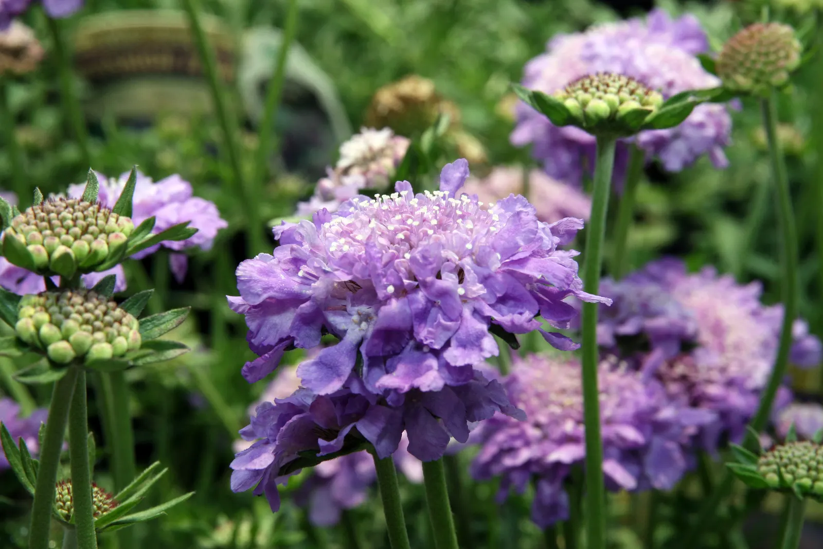Butterfly Blue (Scabiosa Anthemifolia) — with the overall plant height reaching between 12 to 18 inches and a spread of about 12 inches