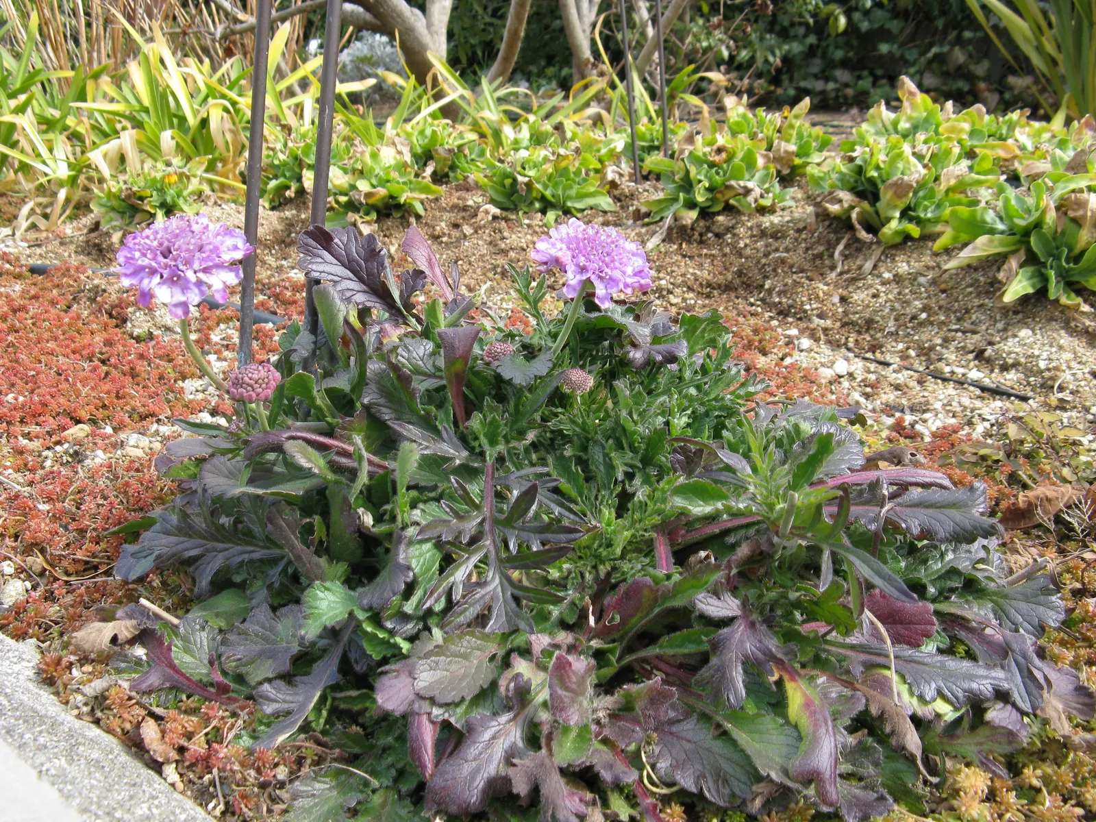 Butterfly Blue (Scabiosa Anthemifolia) — grey-green leaves that form a compact mound; showcasing a plethora of lavender-blue pincushion flowers, image 84