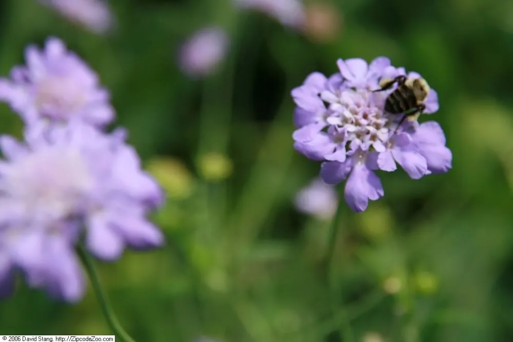 Butterfly Blue (Scabiosa Anthemifolia) — contributing to an aesthetically pleasing basal clump even when the plant is not in bloom; this perennial favors full