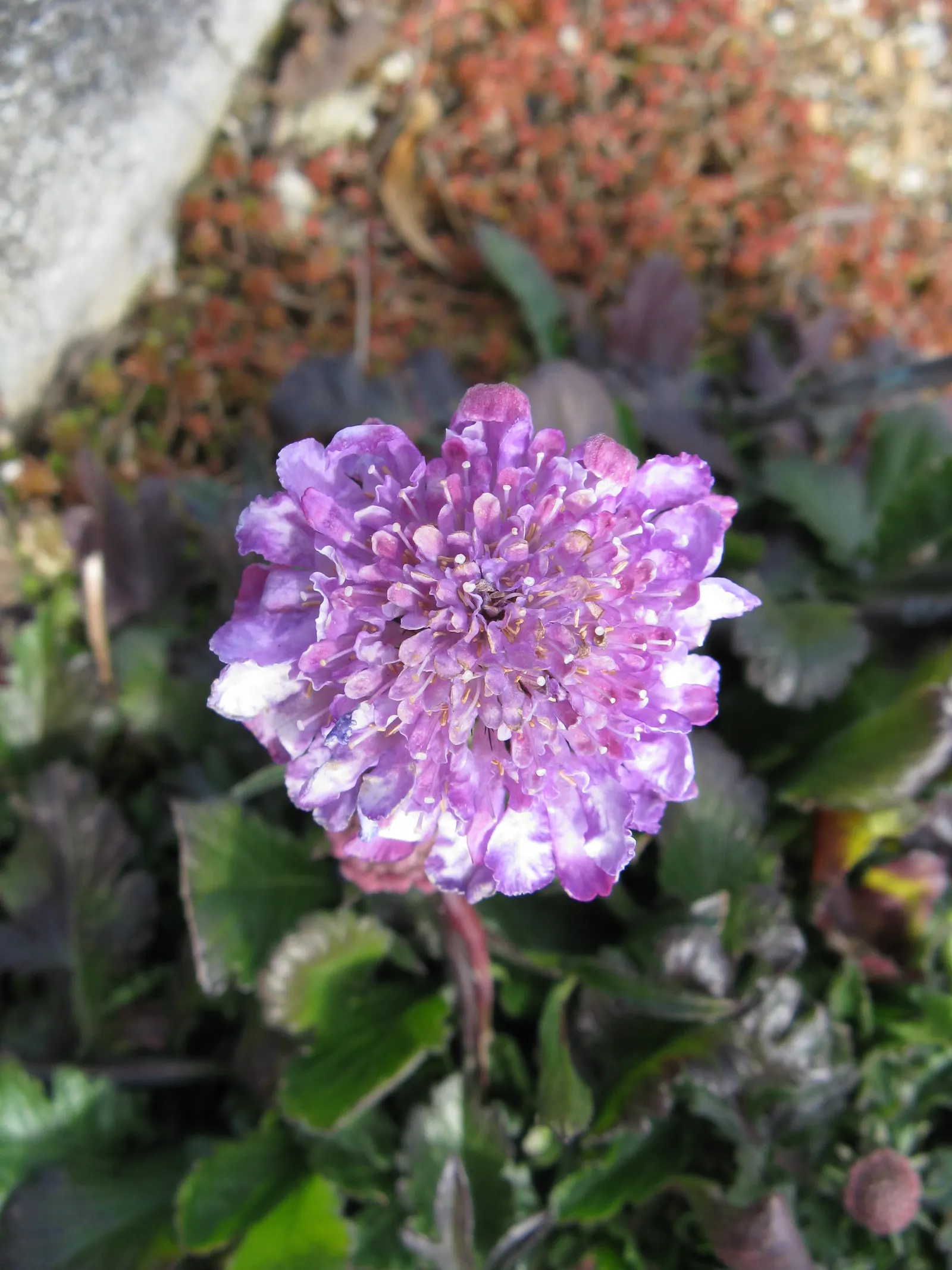 Butterfly Blue (Scabiosa Anthemifolia) — which may be beneficial in hotter climates.<br><br>When integrating the Butterfly Blue into a landscape, image 89