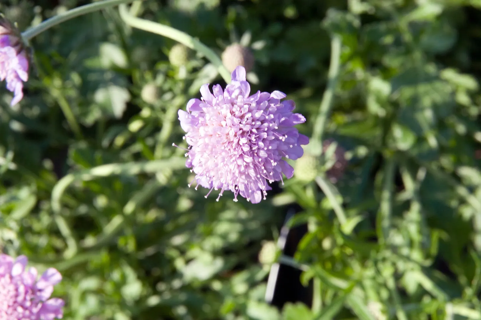 Butterfly Blue (Scabiosa Anthemifolia) — with the overall plant height reaching between 12 to 18 inches and a spread of about 12 inches; lavender-blue flowers