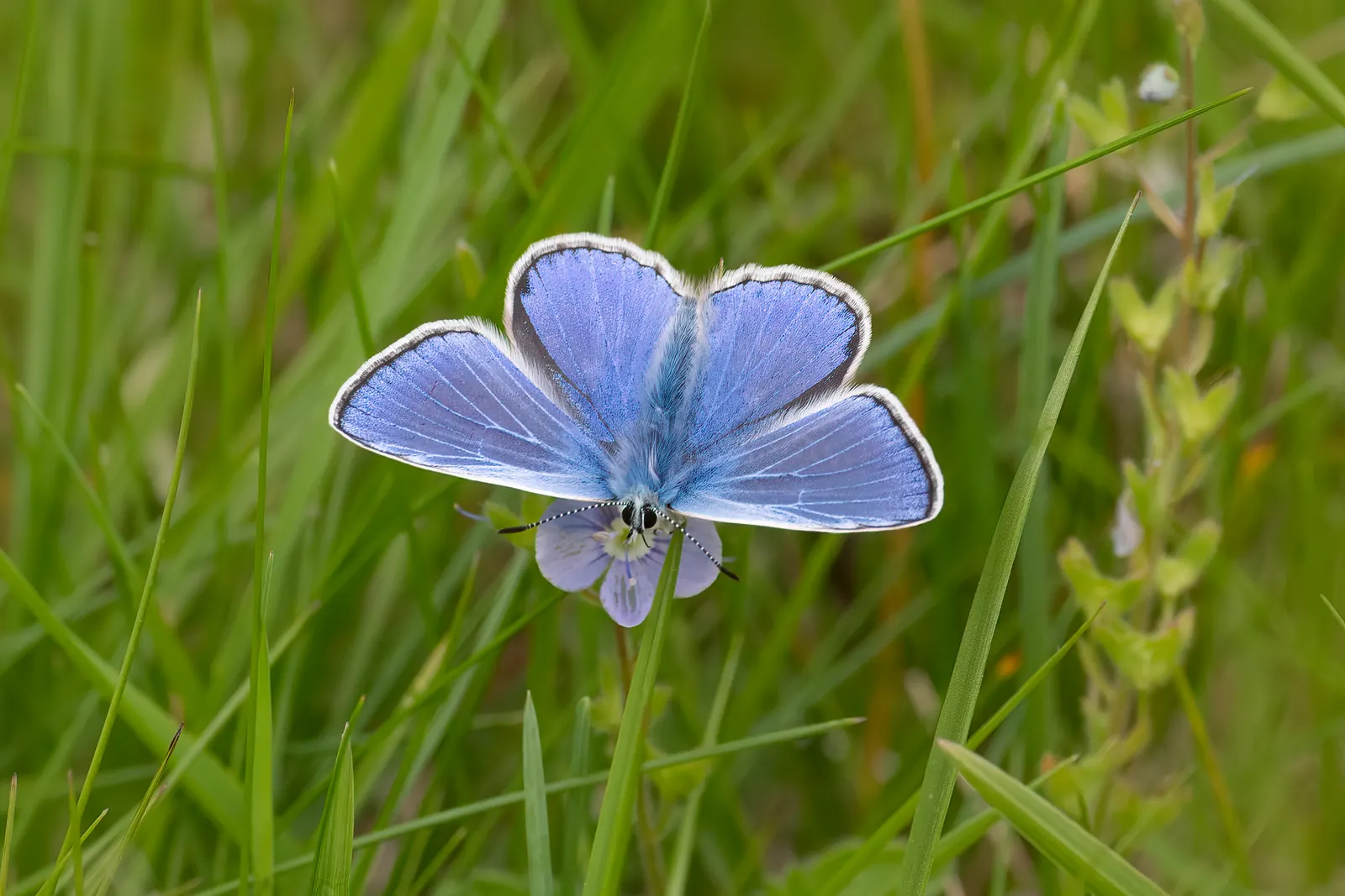 Butterfly Blue (Scabiosa Anthemifolia) — The flowers perch atop slender stems