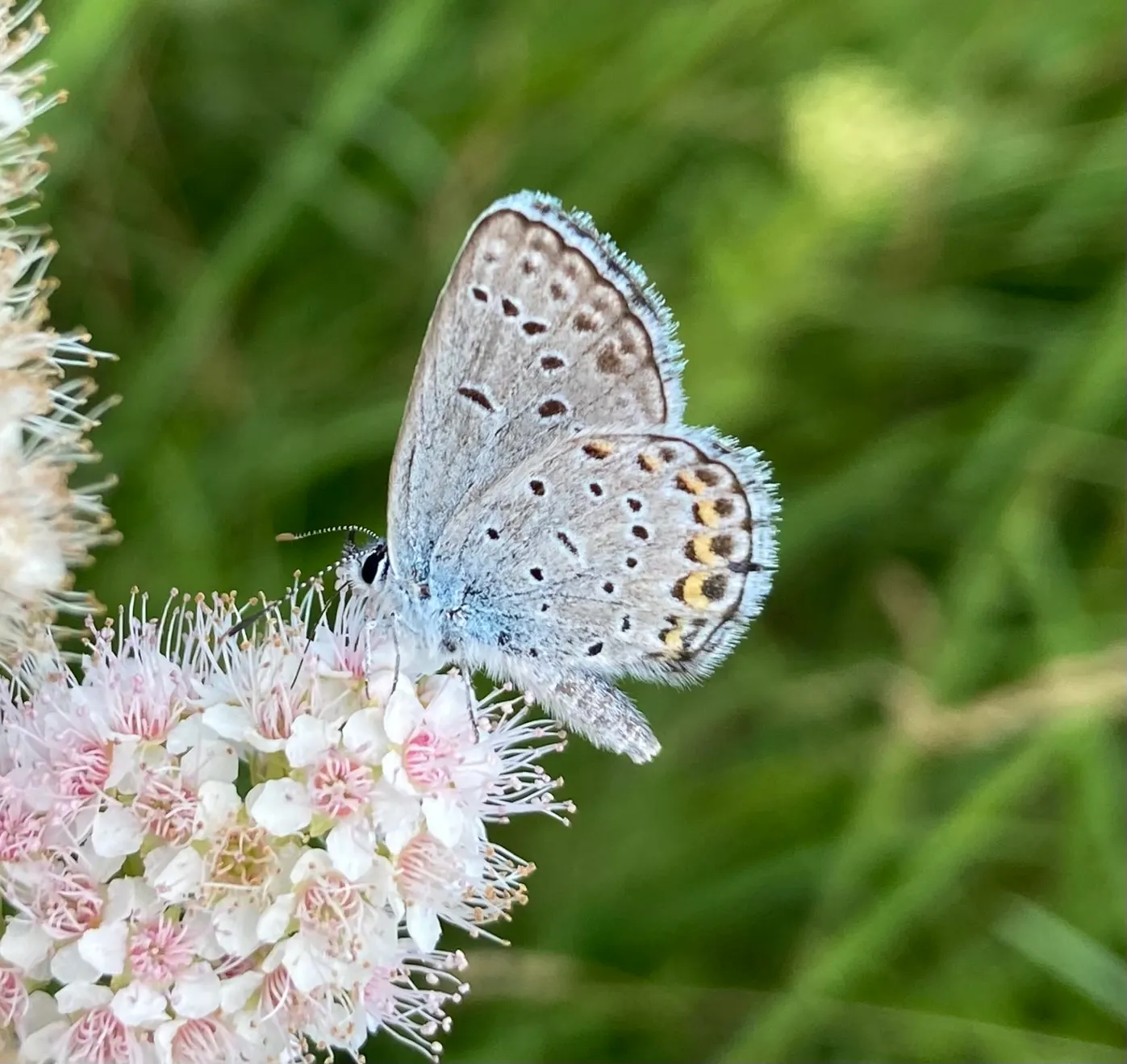 Butterfly Blue (Scabiosa Anthemifolia) — grey-green leaves that form a compact mound