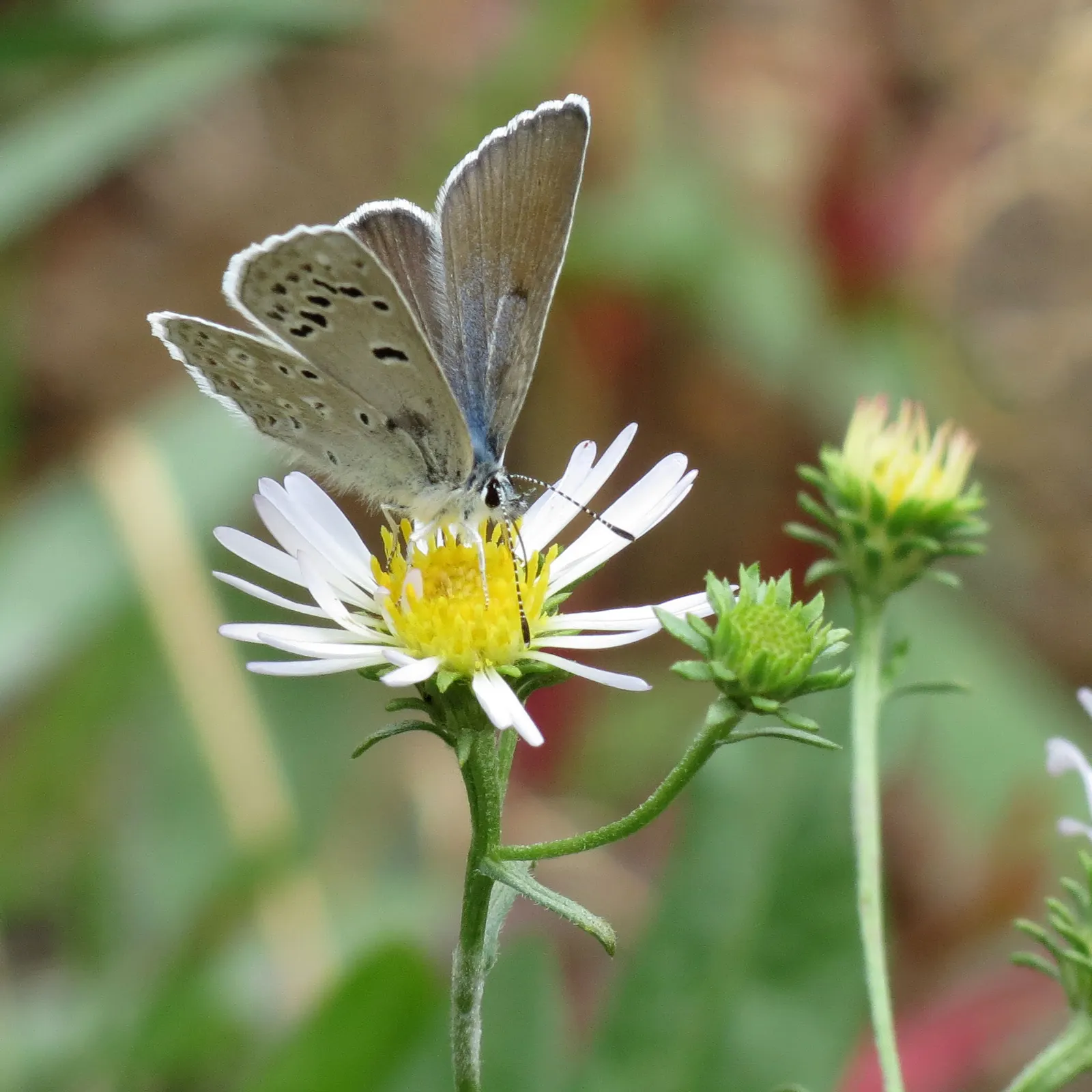 Butterfly Blue (Scabiosa Anthemifolia) — the Scabiosa columbaria 'Butterfly Blue' demands well-drained soil with moderate moisture to flourish; the, image 63
