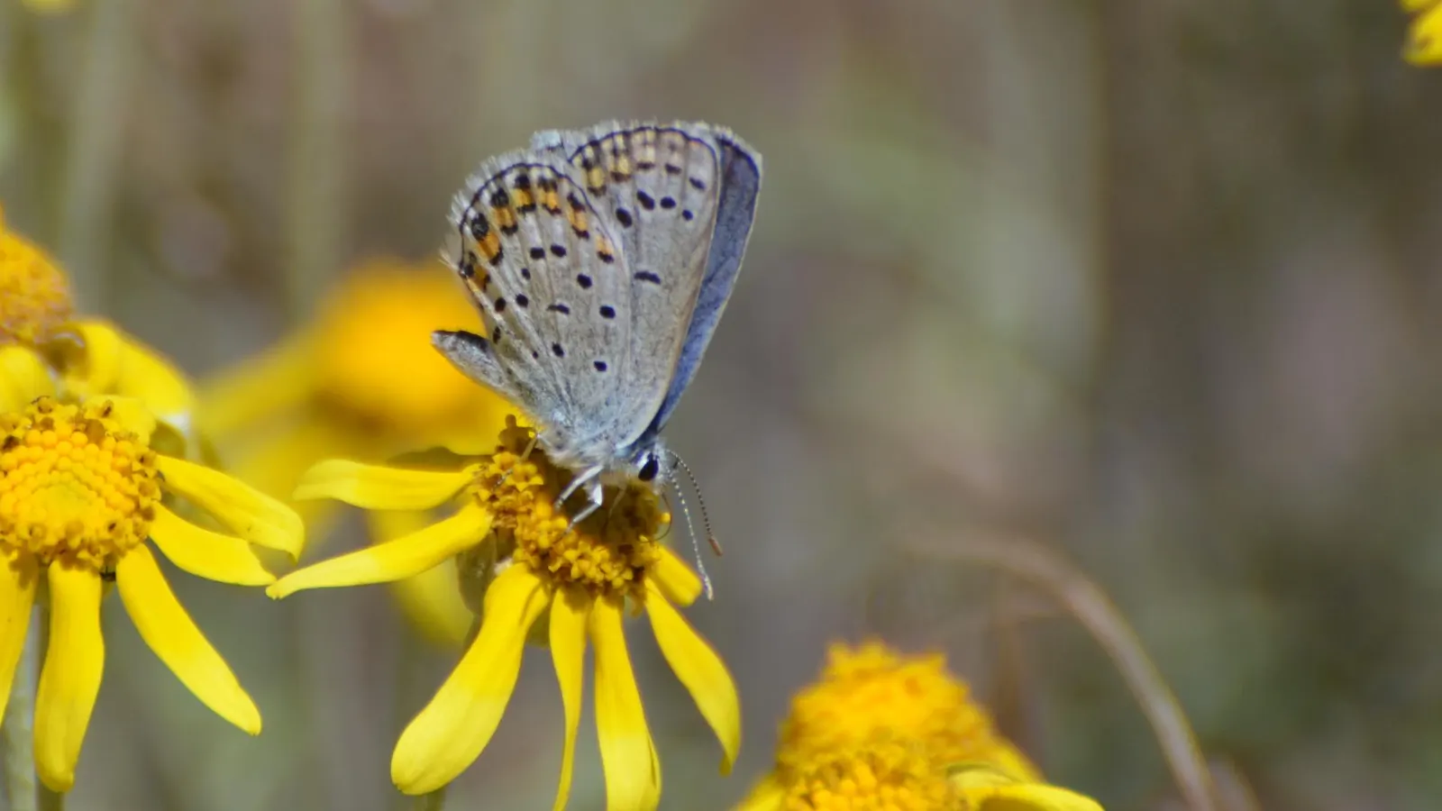 Butterfly Blue (Scabiosa Anthemifolia) — the Scabiosa columbaria 'Butterfly Blue' demands well-drained soil with moderate moisture to flourish; the plants‚Äô