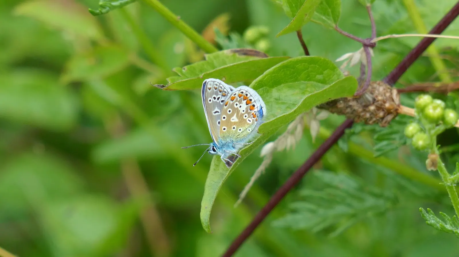 Butterfly Blue (Scabiosa Anthemifolia) — requiring deadheading to promote continuous blooming and occasional division to maintain its vigor; ground cover /