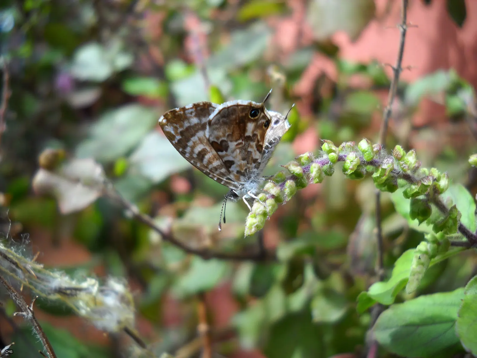 Butterfly Blue (Scabiosa Anthemifolia) — Ideal for USDA hardiness zones 3 through 9; ground cover / perennial with lavender and red blooms