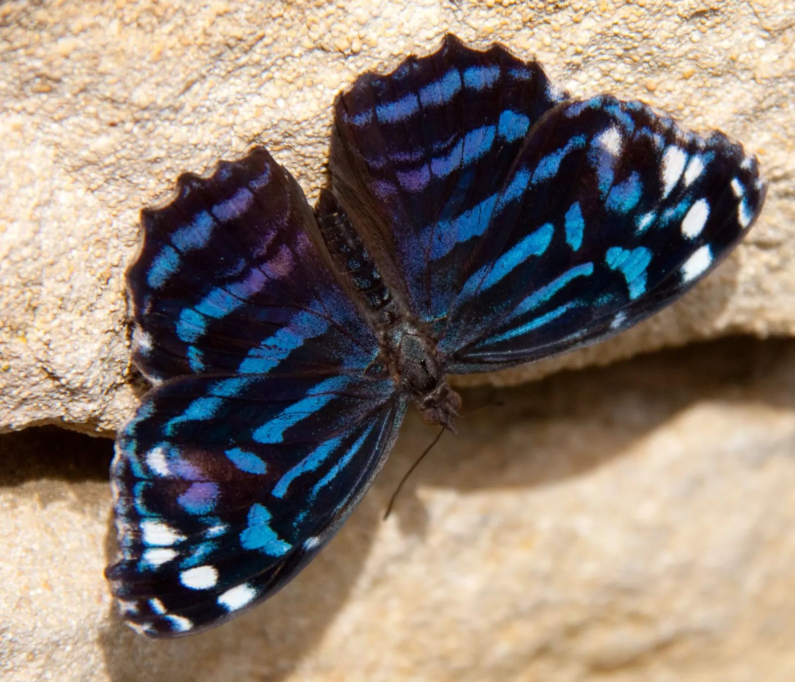 Butterfly Blue (Scabiosa Anthemifolia) — lavender-blue flowers that bloom from late spring to fall; with the overall plant height reaching between, image 98