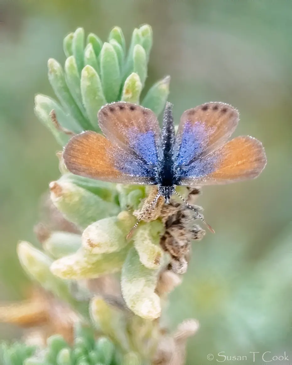 Butterfly Blue (Scabiosa Anthemifolia) — Butterfly Blue (Scabiosa anthemifolia) is a charming perennial known for its pincushion-like