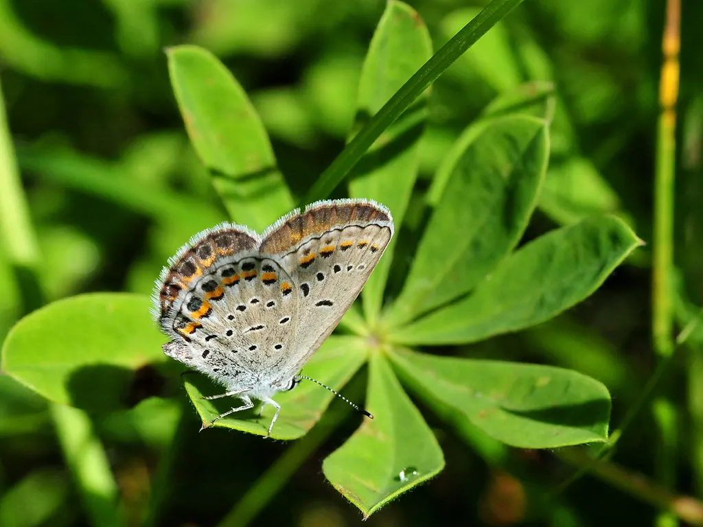 Butterfly Blue (Scabiosa Anthemifolia) — Thriving in full sun and well-draining soil, it requires minimal maintenance; this perennial is noteworthy, image 77