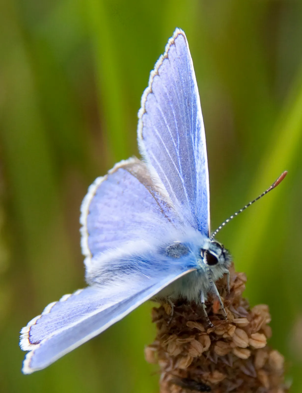 Butterfly Blue (Scabiosa Anthemifolia) — It is relatively low maintenance; which may be beneficial in hotter climates.<br><br>When integrating the, image 92
